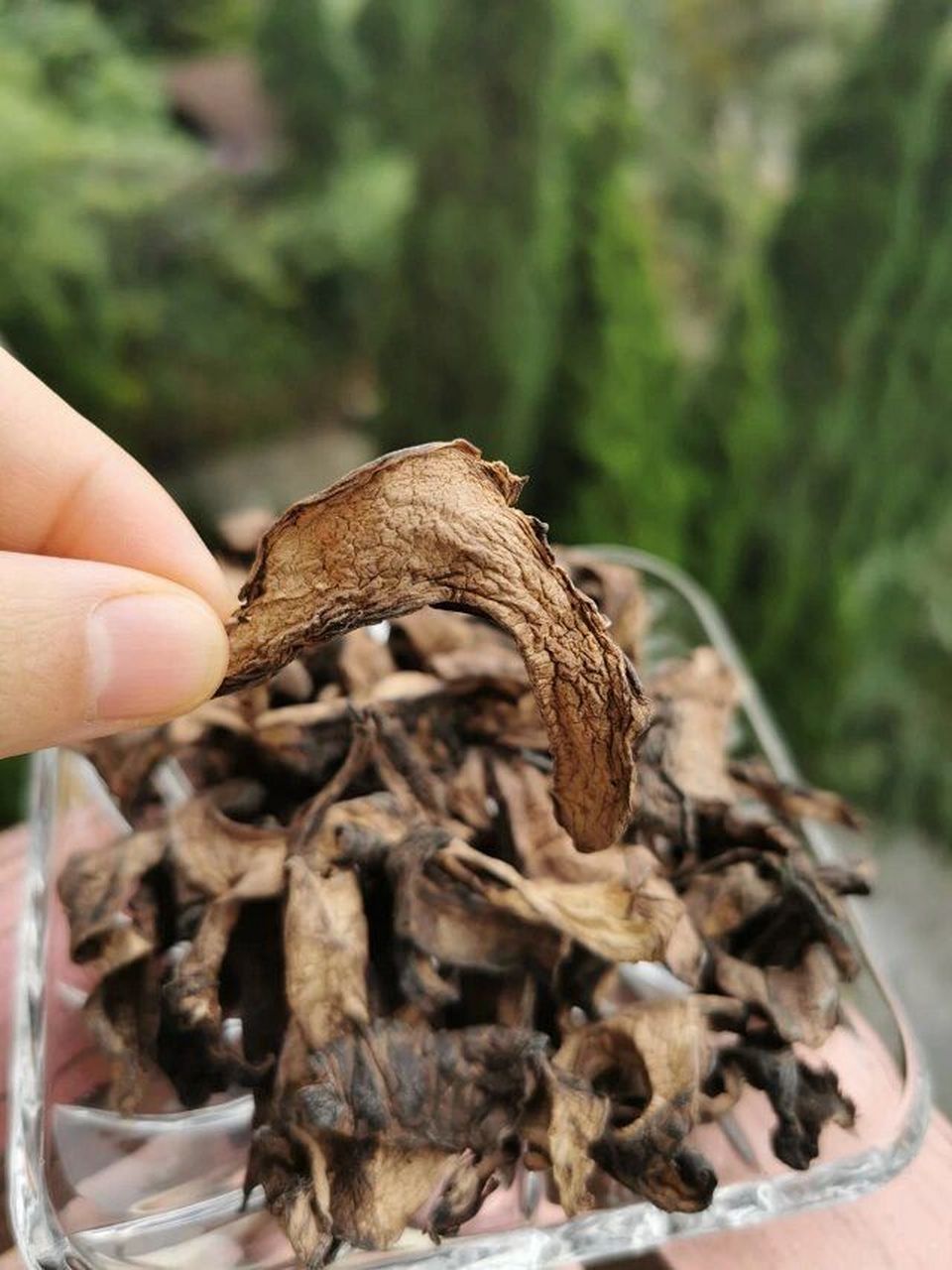 西藏虎掌菌 🍀虎掌菌,也称獐子菌,生长在"小瑞士"西藏类乌齐海拔