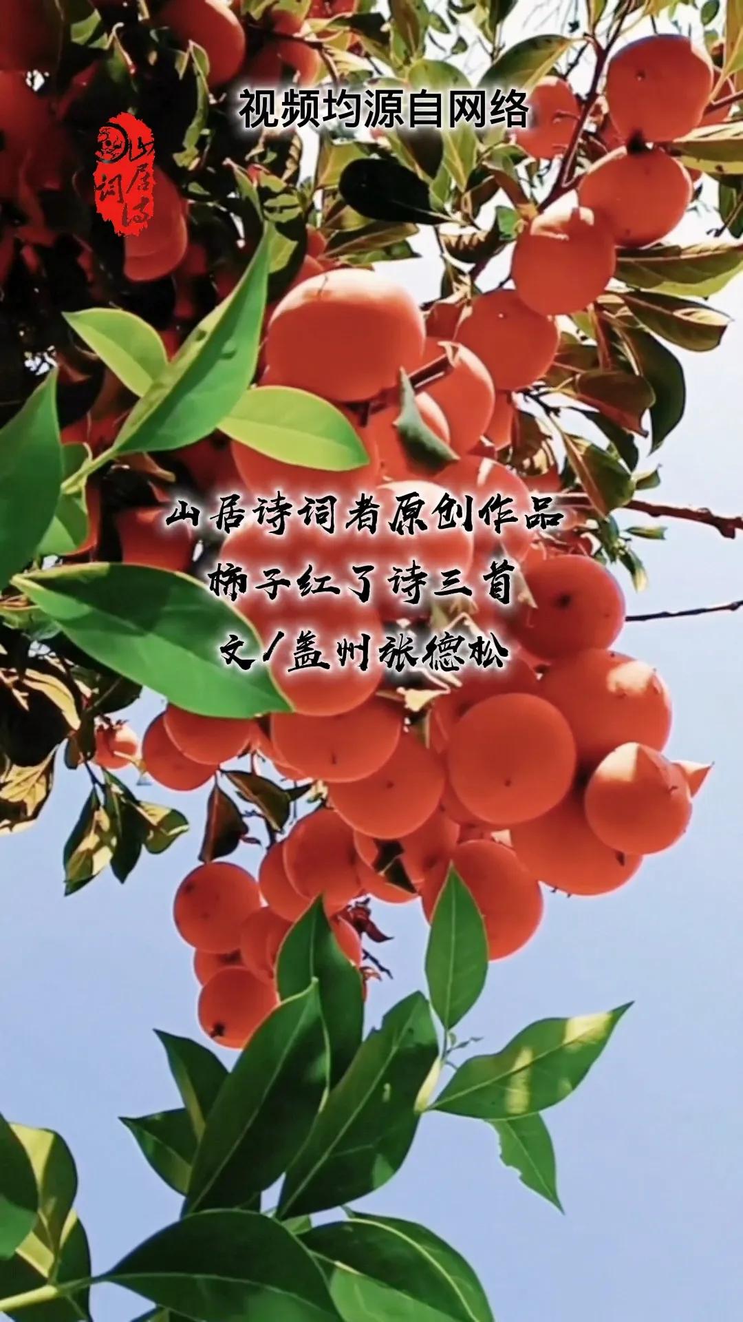 山居诗词者原创作品柿子红了诗四首 七绝