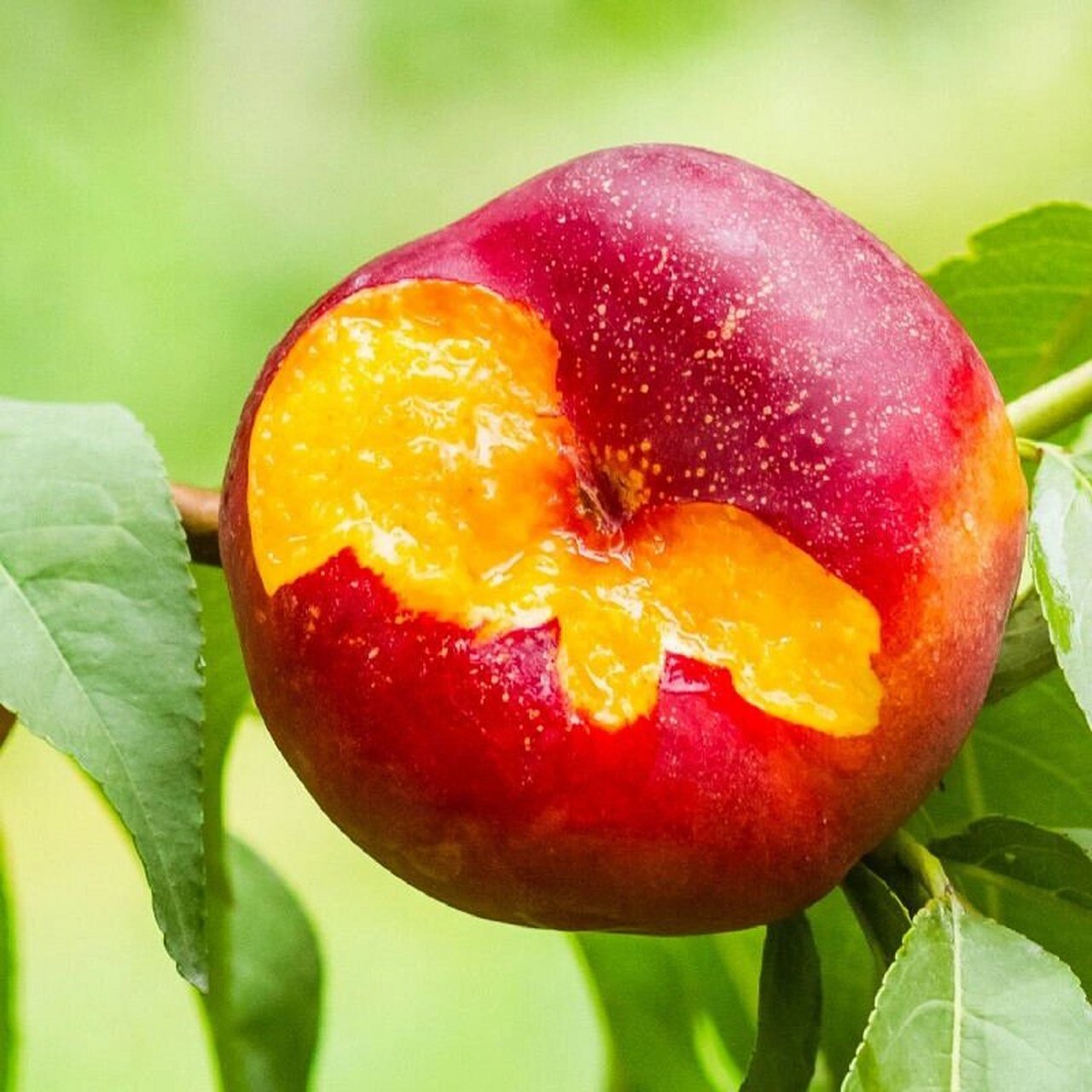 新疆蟠桃～ 这个桃子99真的真的也太好吃了叭!