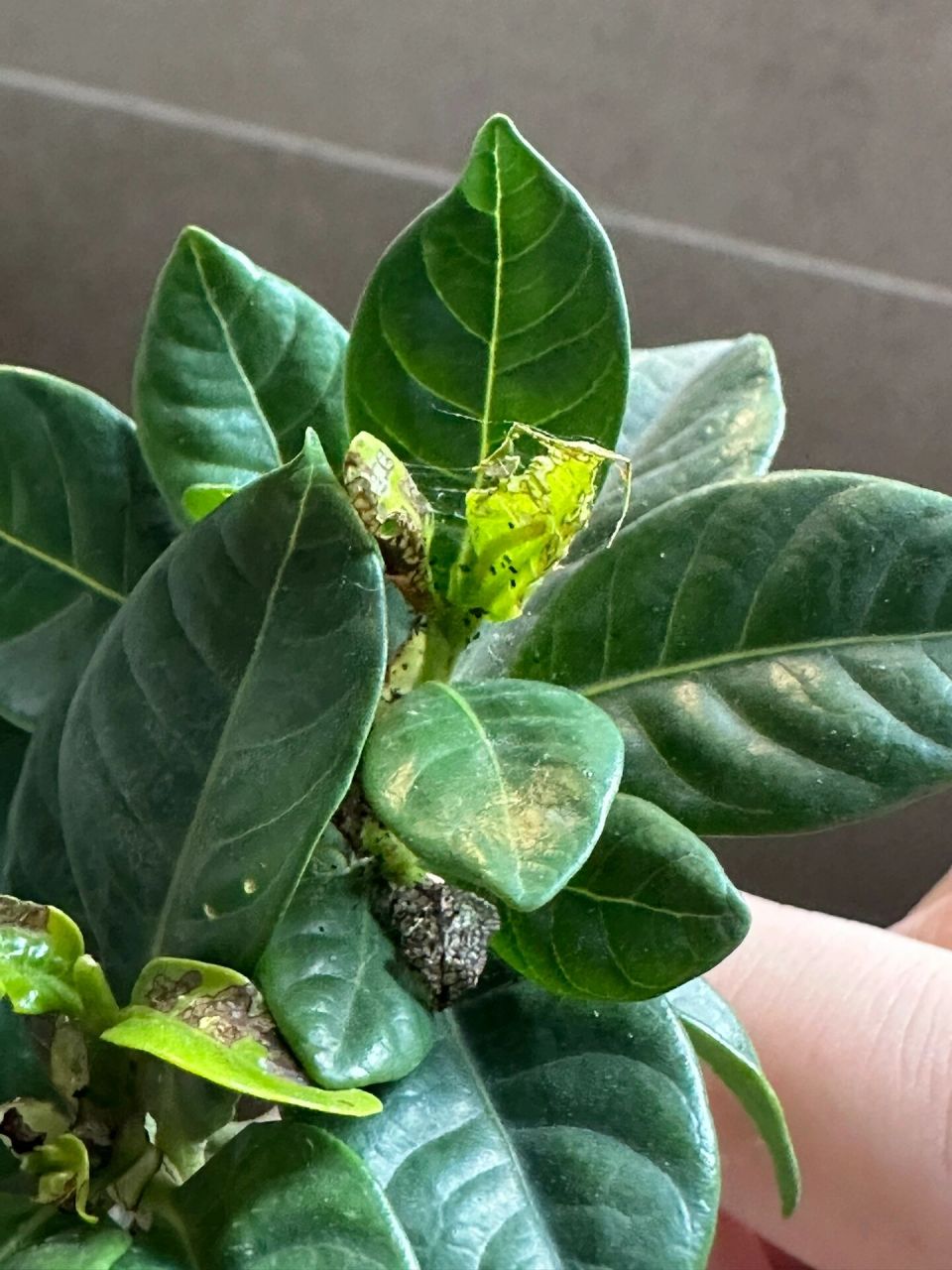 栀子花虫害 养花最讨厌的事情就是嫩叶和花骨朵被嚯嚯了!