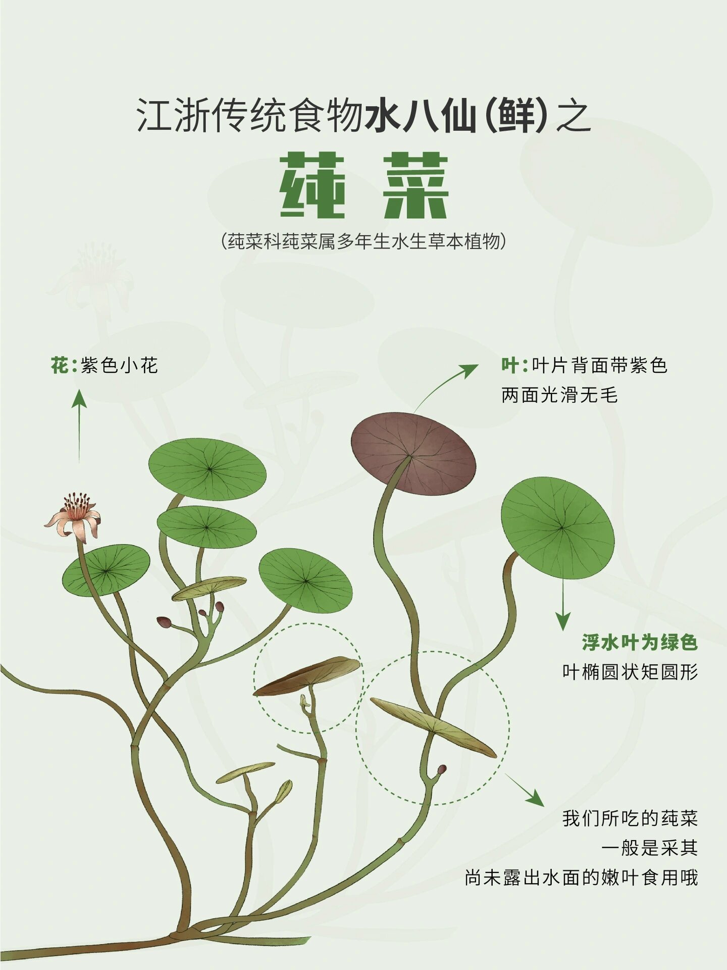 水八仙鲜之2⃣莼菜
