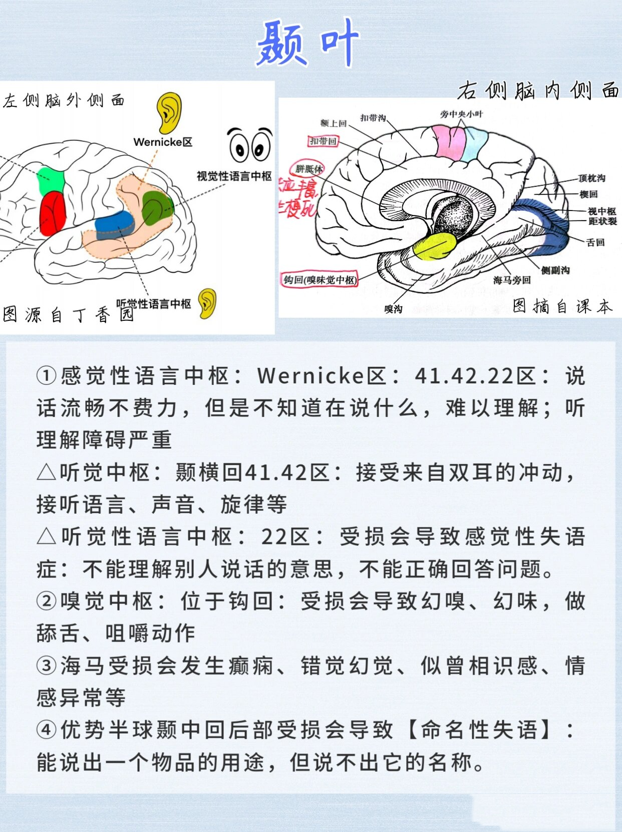 大脑分区及其功能图片