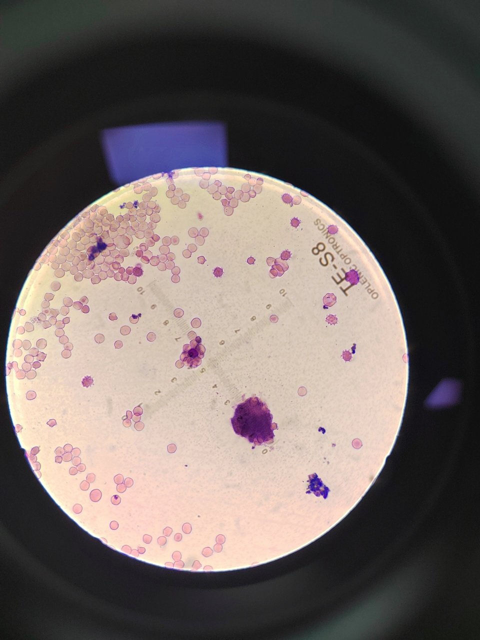 免疫实验Ⅰe花环实验 俺的花环真好看