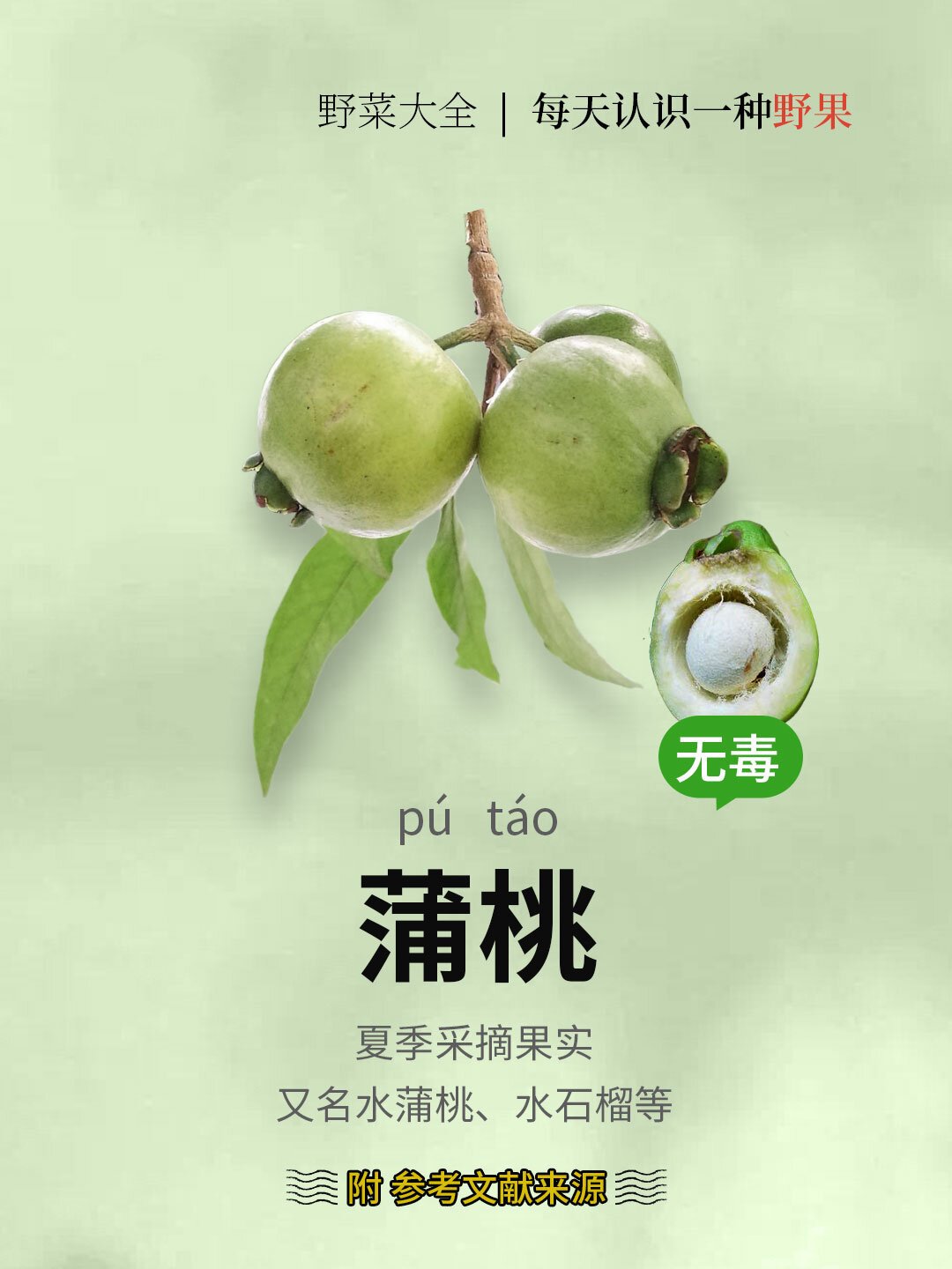 空心蒲桃