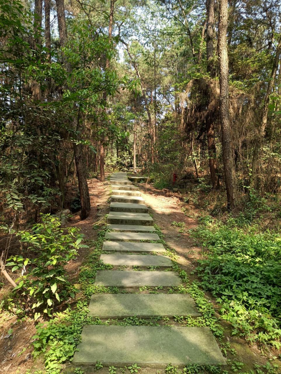 铁山坪登山步道图片