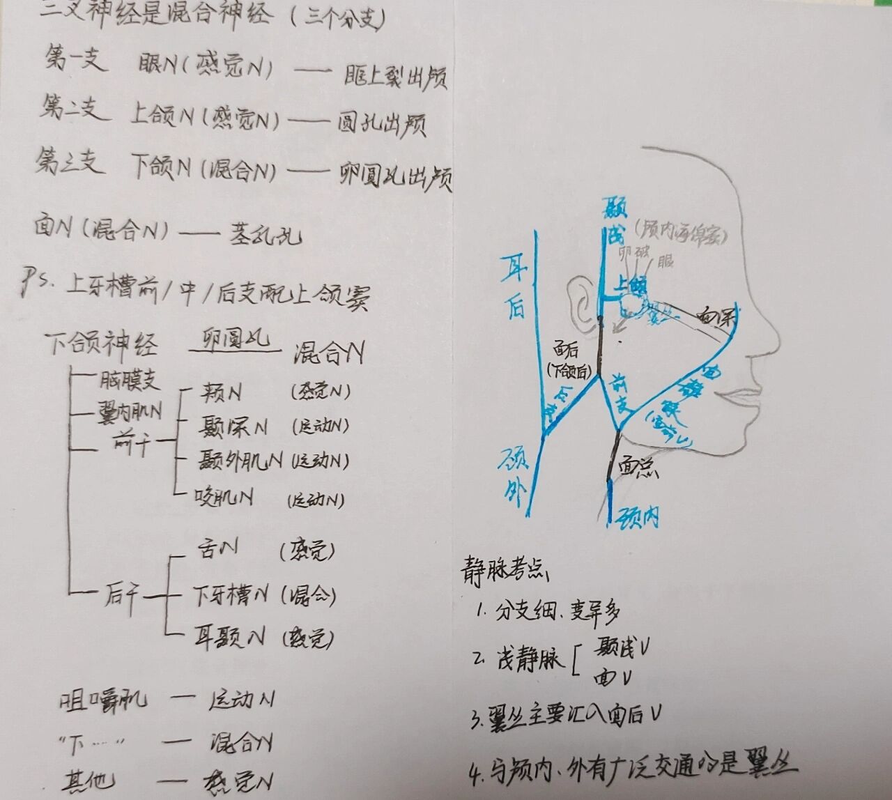 面部静脉丛图片