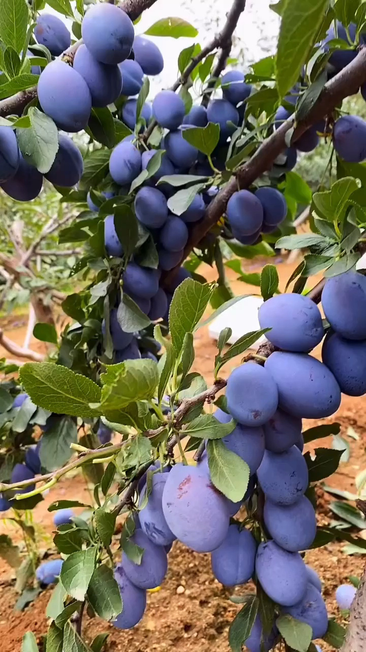 西梅李子苗品种介绍 抗寒耐旱 丰产性强 西梅李子成熟期8月中旬左右