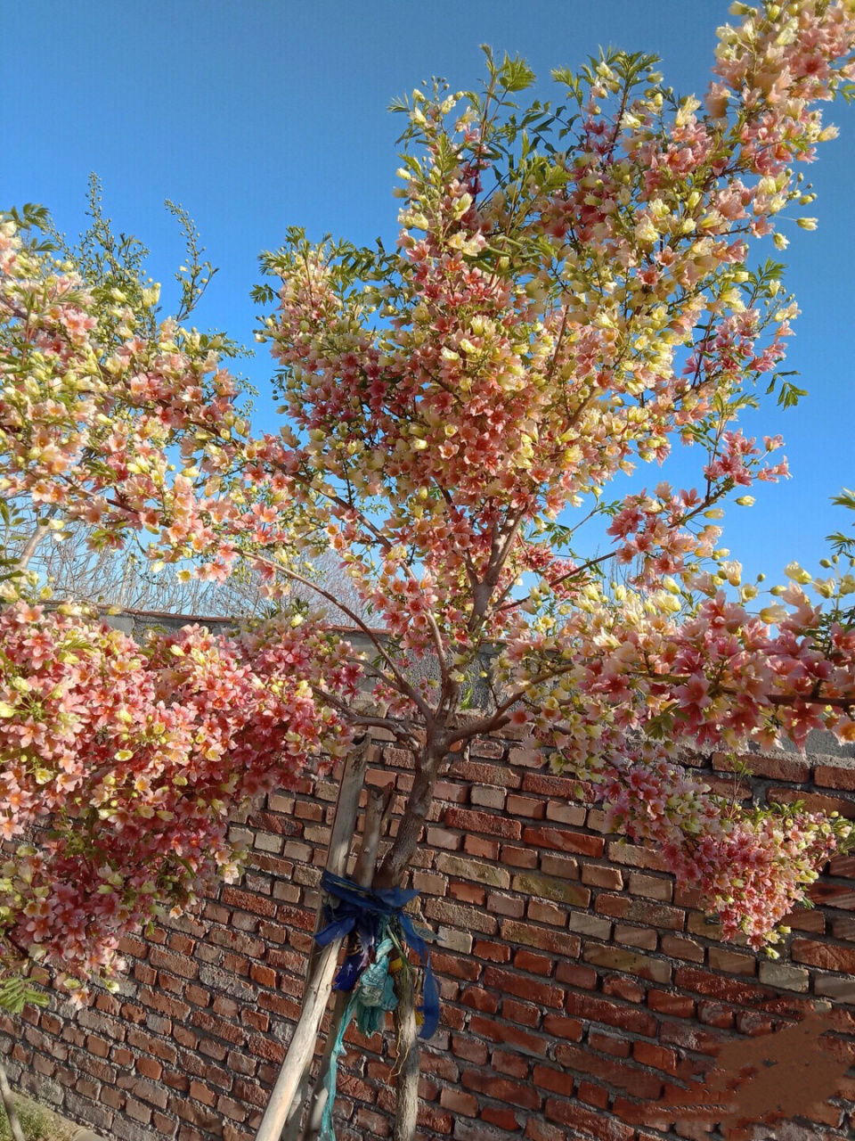 文冠花 又称状元花,颜值高,庭院必备好树,耐寒耐旱,自家种植