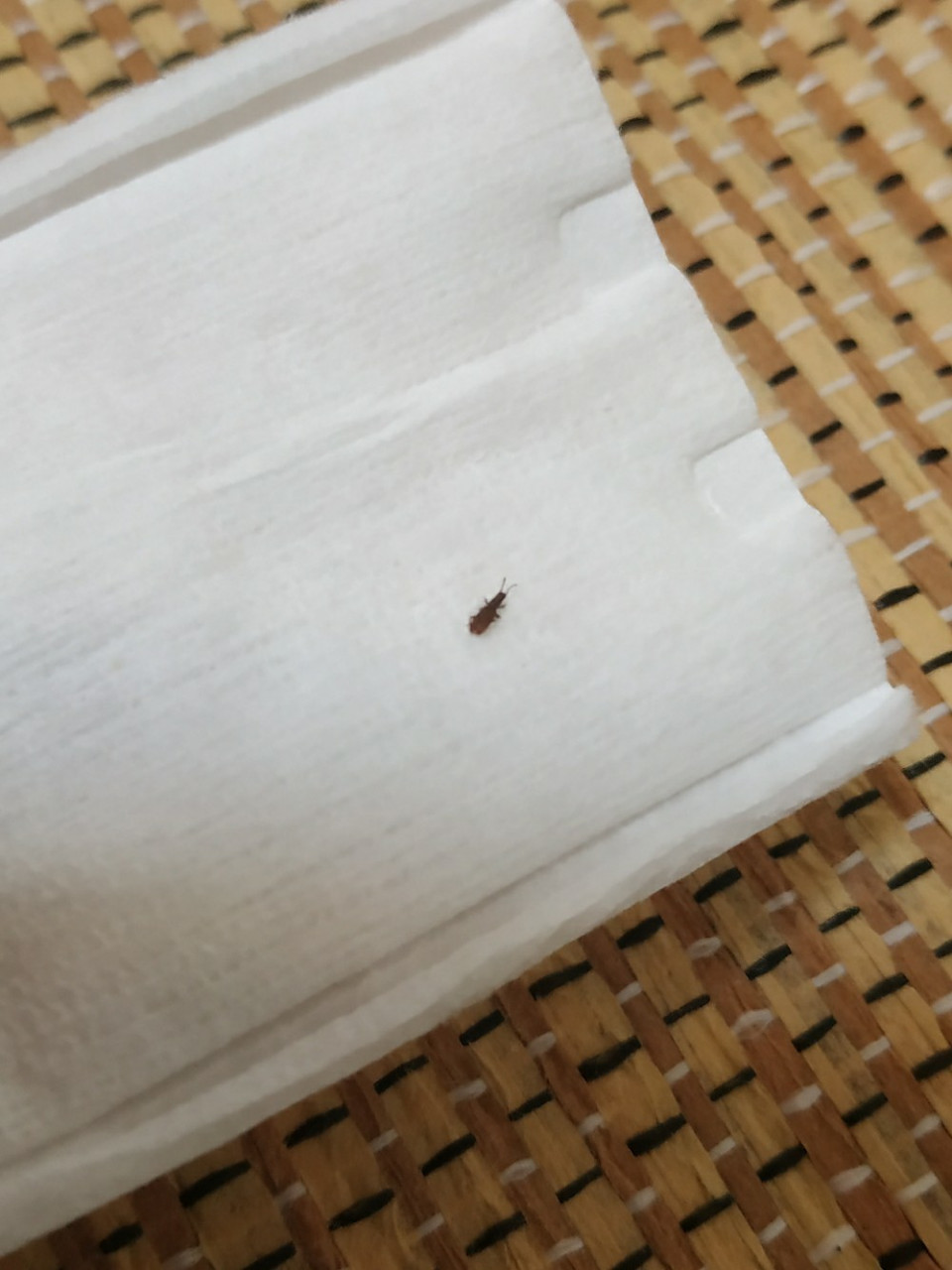 求助各位网友 我想问最近卧室总是有这种虫子在床上爬,突然就冒出来的