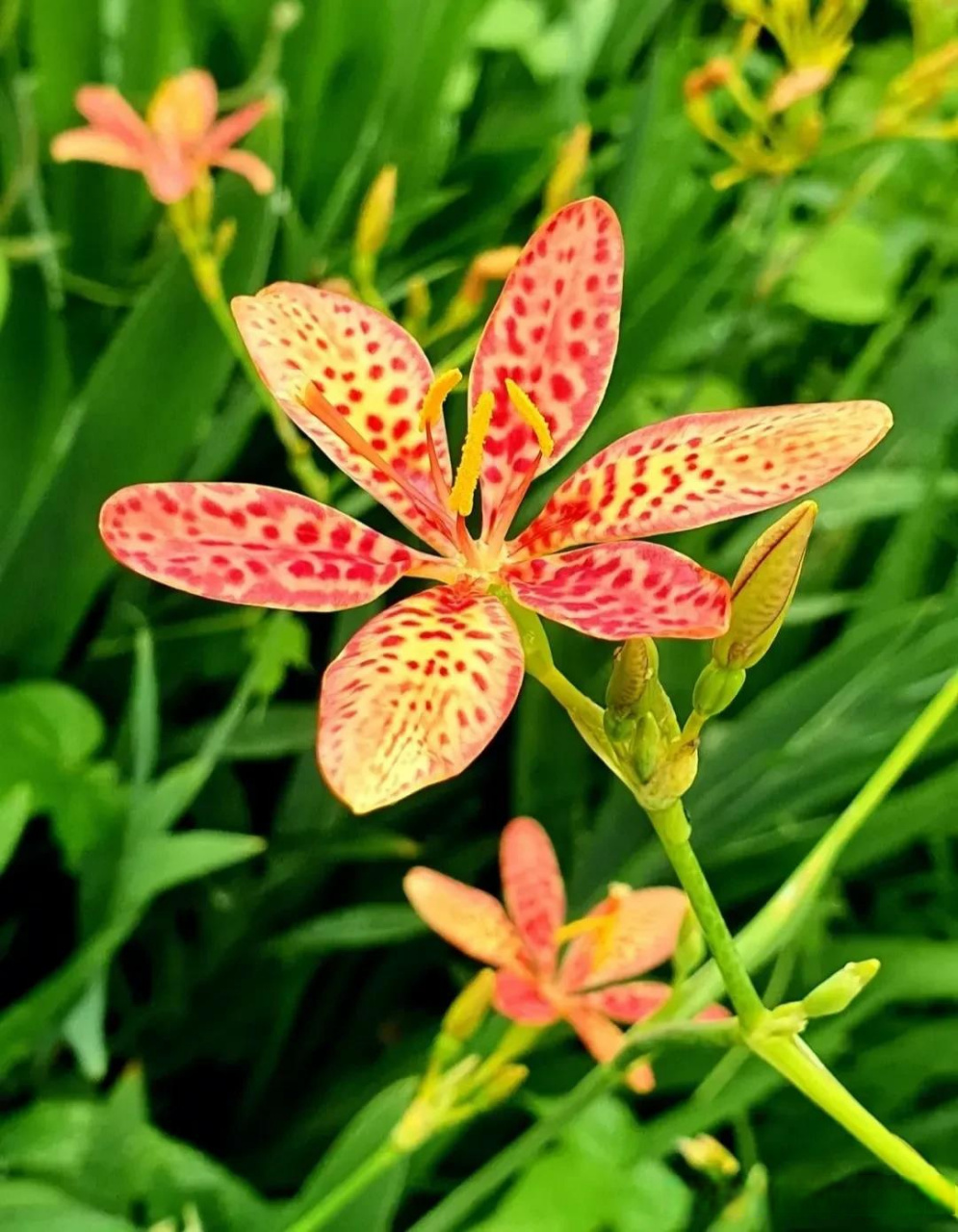 【每日一药023  射干】头条热点 别名:乌扇,扁竹,绞剪草,剪刀草,山