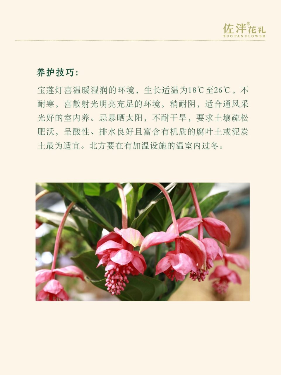 国产珍珠宝莲灯花图片图片