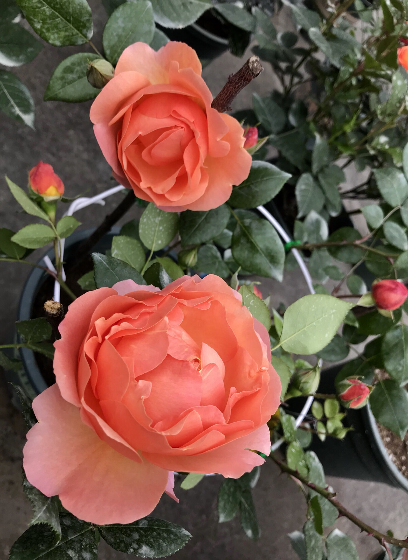 我的月季系列—人间天堂 前期花色主调橘橙色后期橙粉色,花大,有时候