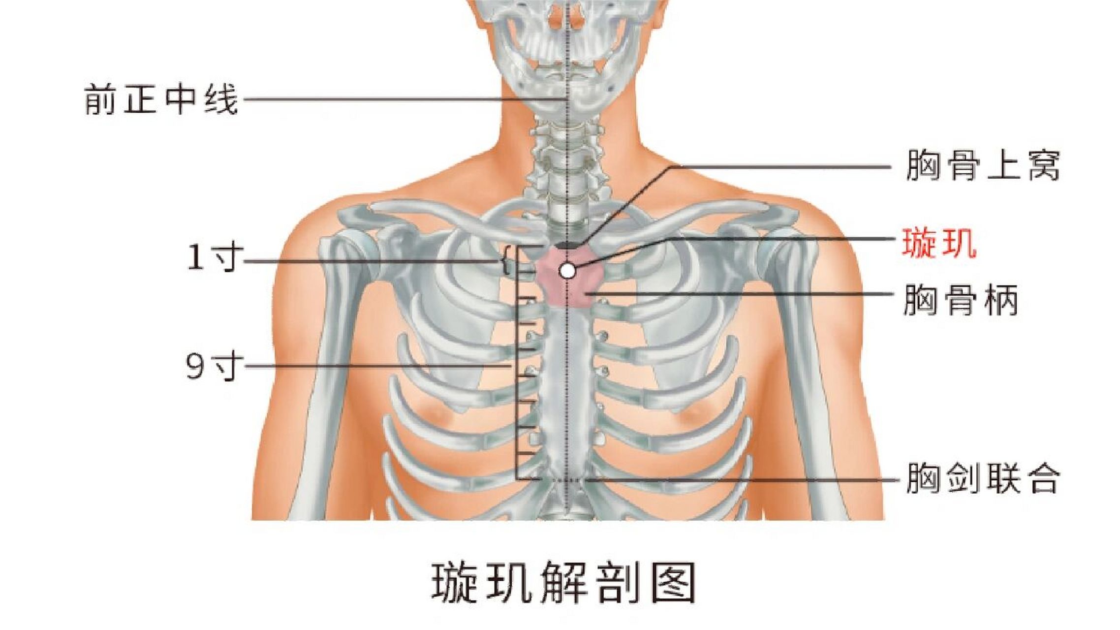 前正中线的位置图片图片