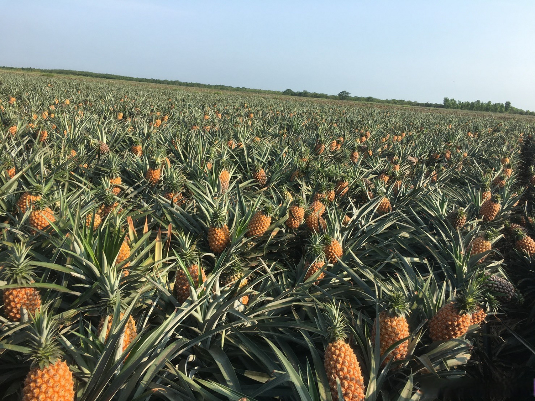 台湾凤梨田#台湾凤梨