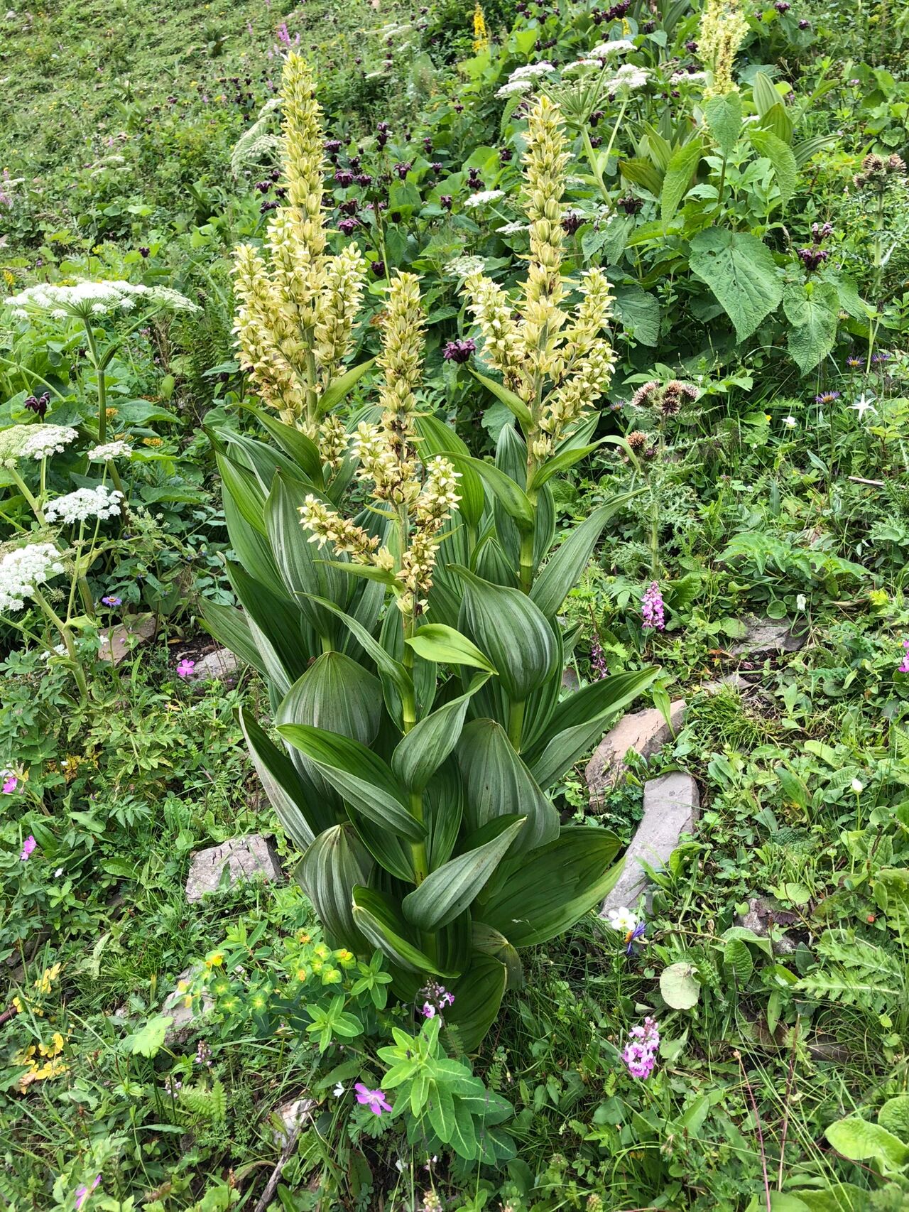 野生藜蒿开花图片图片