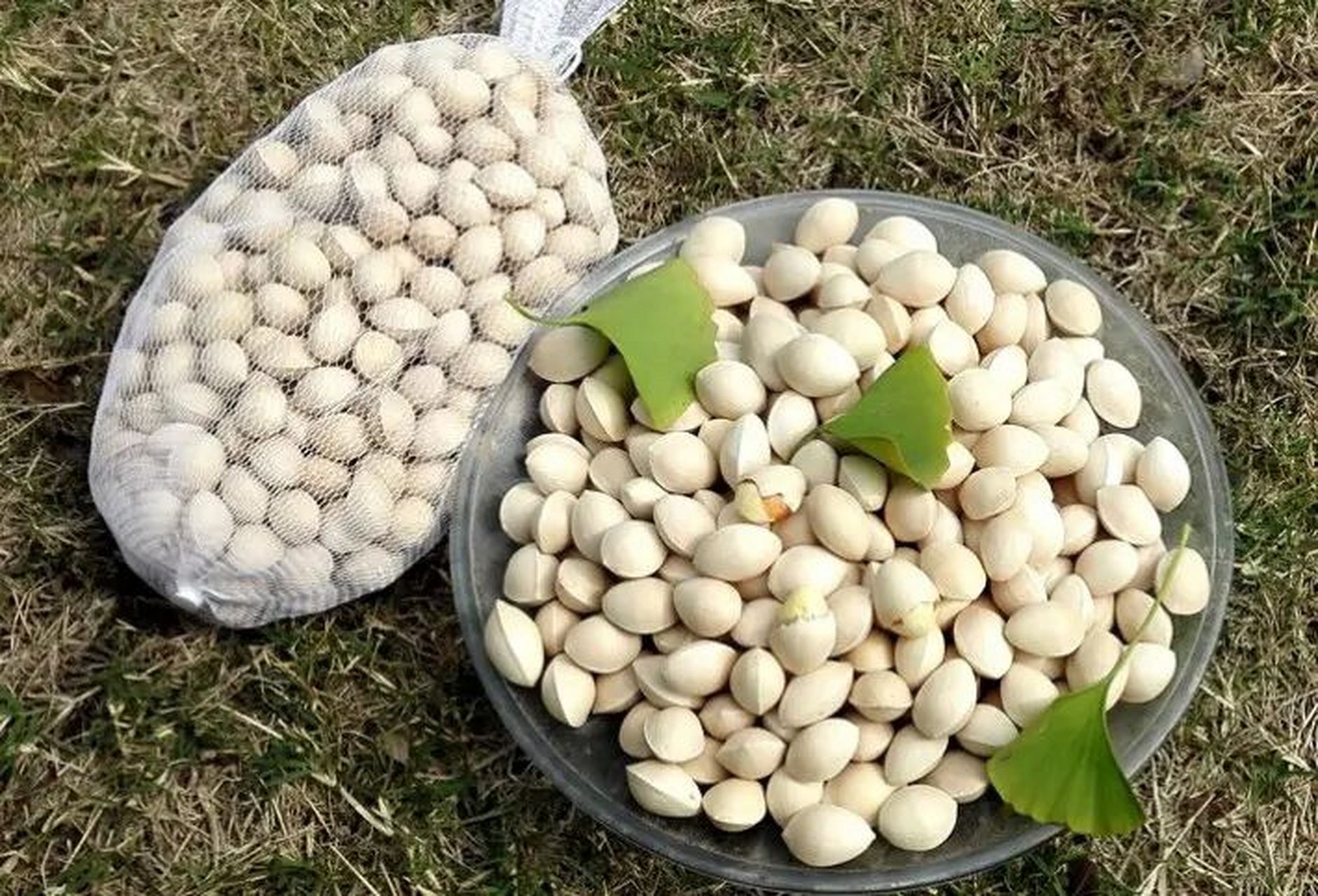 广西省特产 - 兴安白果 兴安是全国白果主要产地之一.