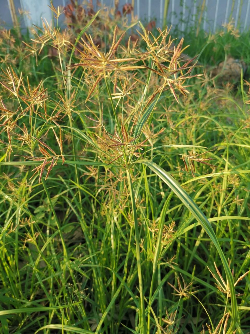 【香附】别名:雀头香,莎草根,香附子 香附是一味中药,根部入药,有理气