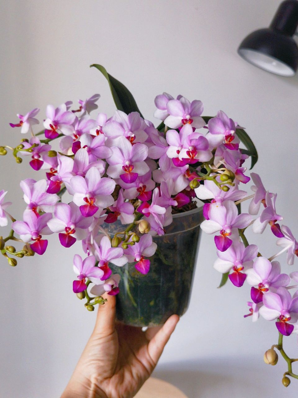 蝴蝶兰贝瑞王子 小花,丰花,香花,配色活泼灵动,像森林里的小精灵