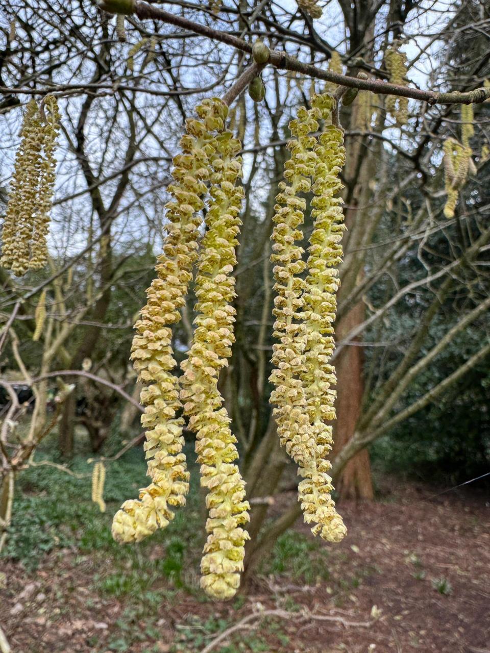 植物笔记 欧洲榛树 corylus avellana 去年没有认真留意欧榛,今年不能
