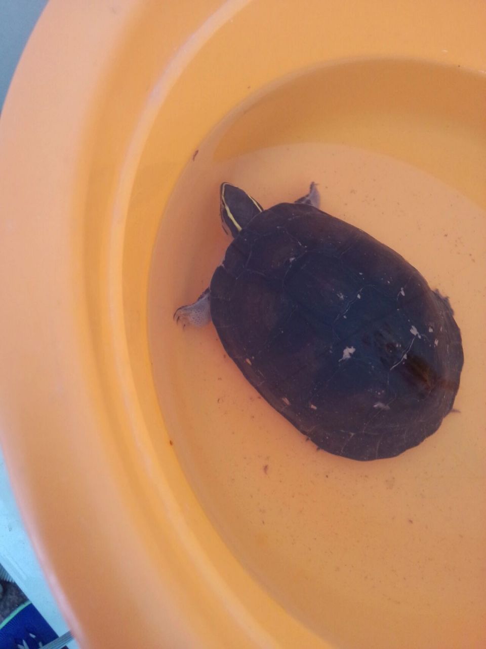 那些年养过的龟(安布闭壳龟) 安布闭壳龟,作为五大闭壳龟之一,最为