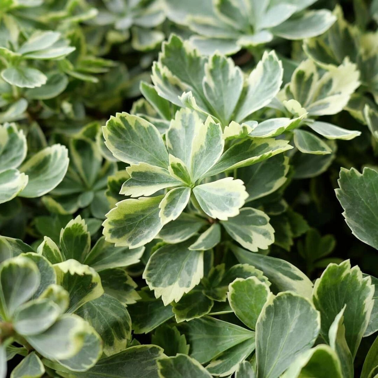 植物大赏|斑叶顶花板凳果"银色刀刃" 顶花板凳果是黄杨科板凳果属的亚
