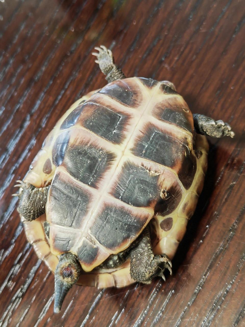 乌龟结束冬眠的第三天脱肛了(后续来了) 今天突然发现我家刚结束冬眠