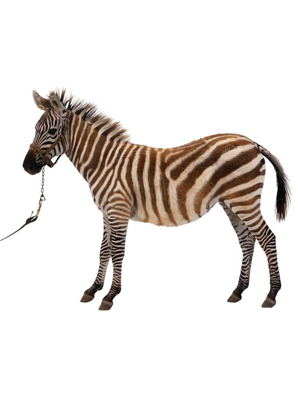 带你们每天了解一种动物74斑马 斑马是几种非洲马科动物(马科),由