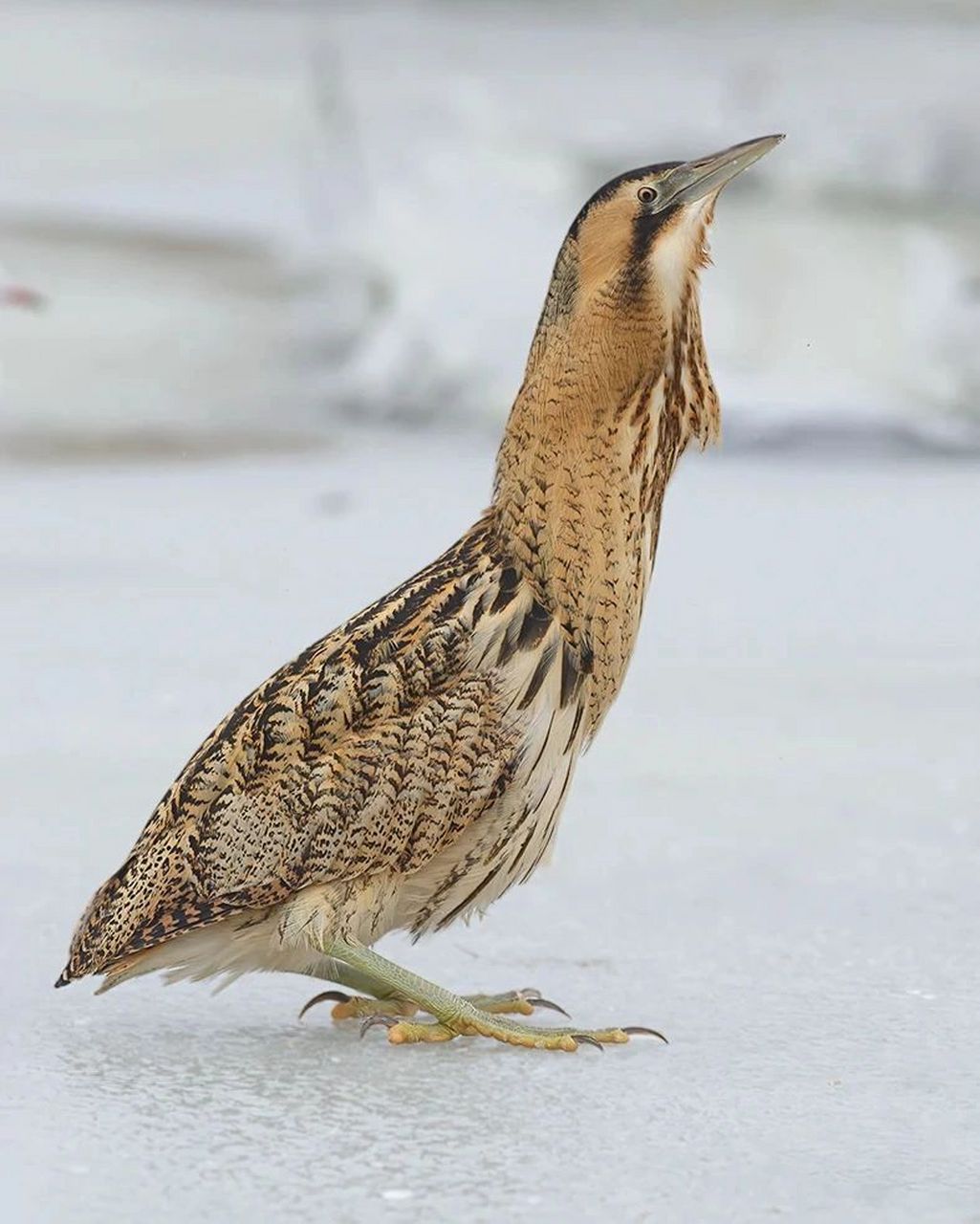 在中国大陆的新疆,内蒙古,黑龙江,吉林,辽宁,河北为