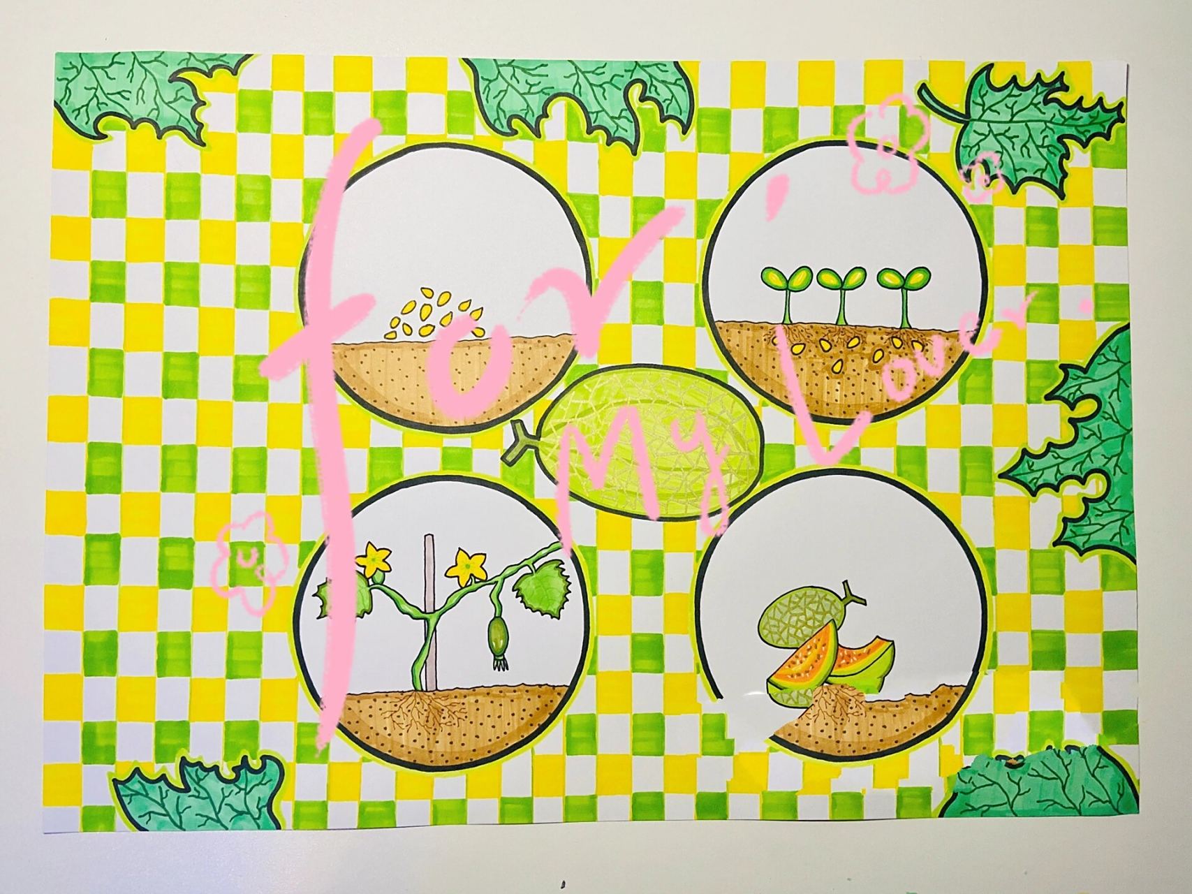 哈密瓜生长自然笔记 731592盗图,二改商用,可临摹标注出处