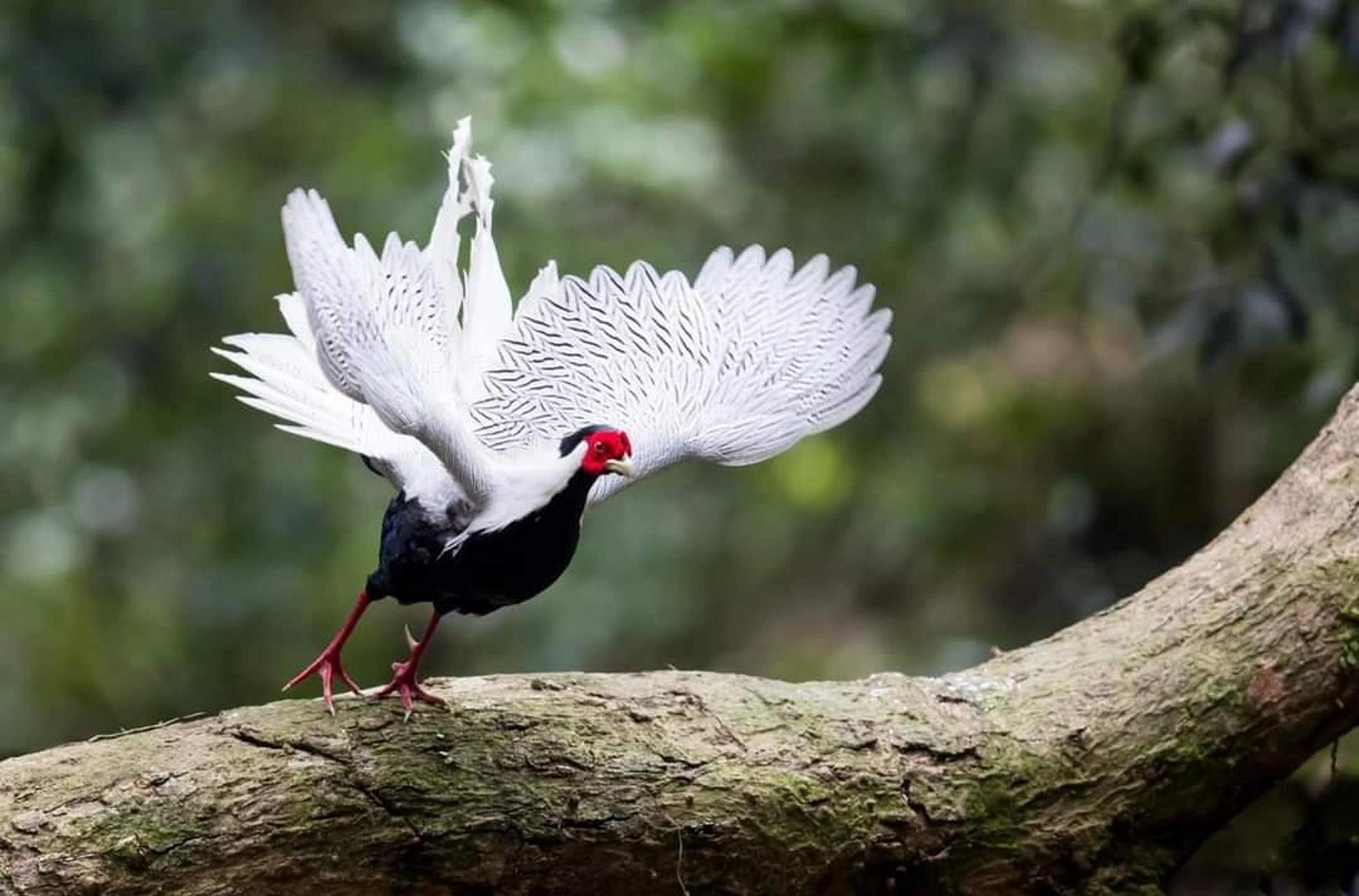 白鹇 silver pheasant 白鹇(学名:lophura nycthemera):是雉科鹇属