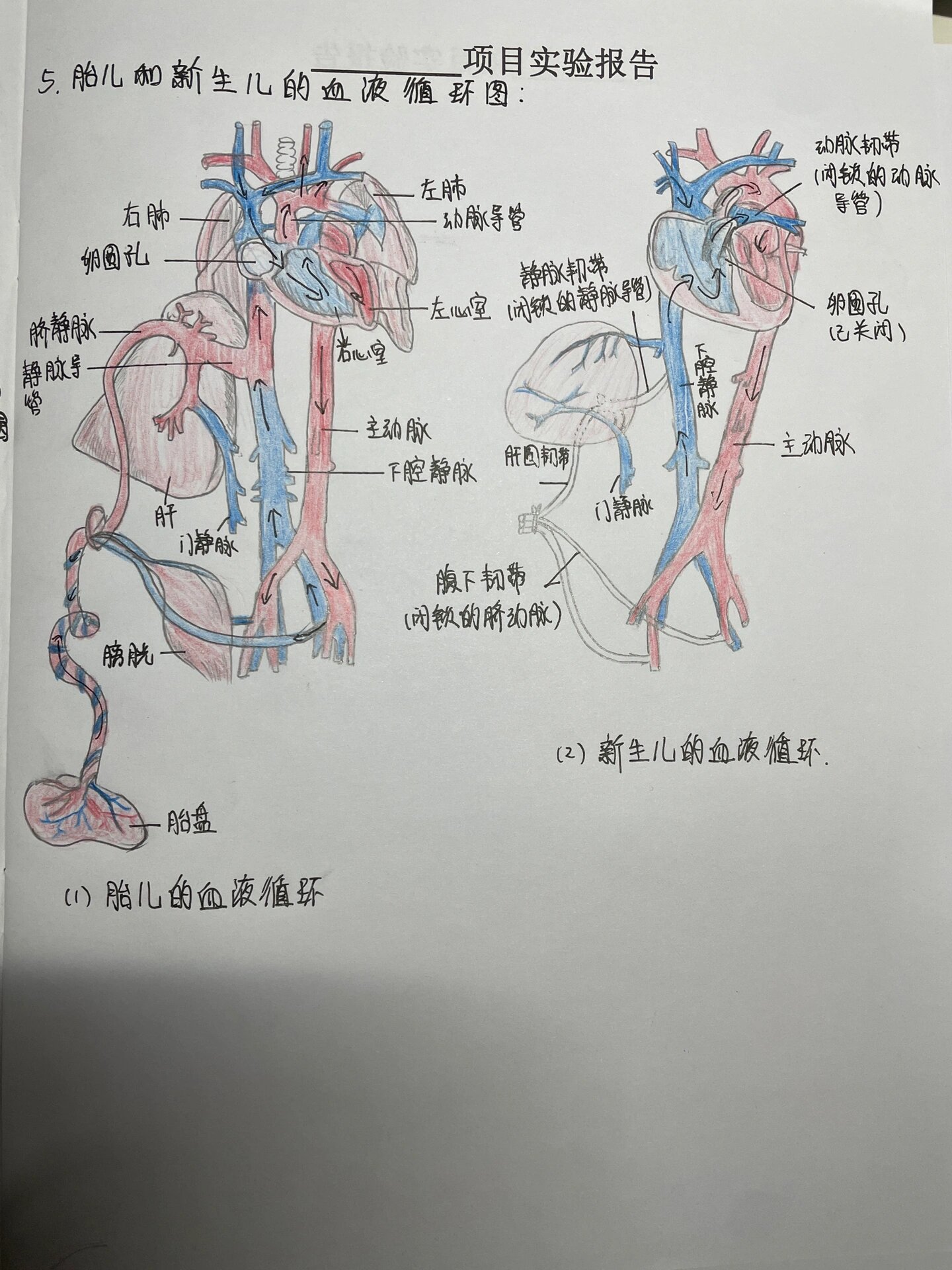 新生儿与胎儿的血液循环手绘图