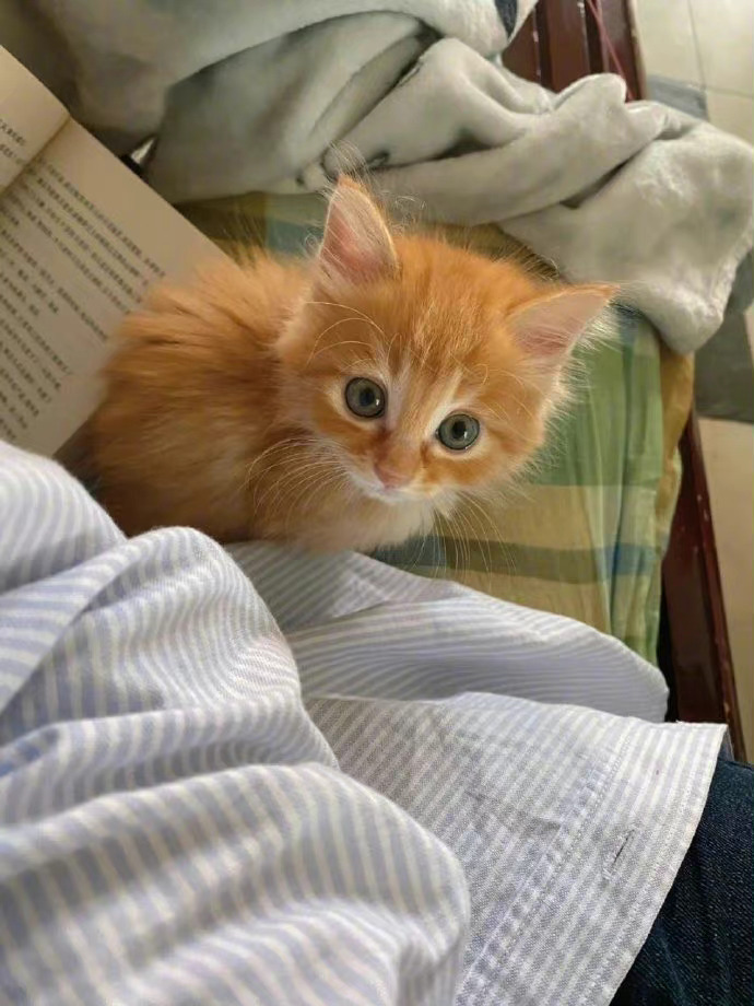 盛世美颜长毛橘猫,真的太漂亮了!