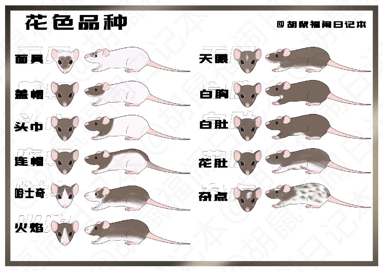 花枝鼠体型变化图图片