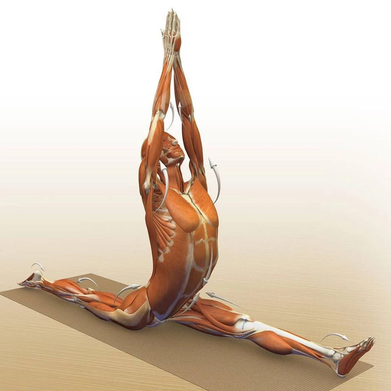 神猴式一字马练习方法和正位解剖图 整个腿部后侧