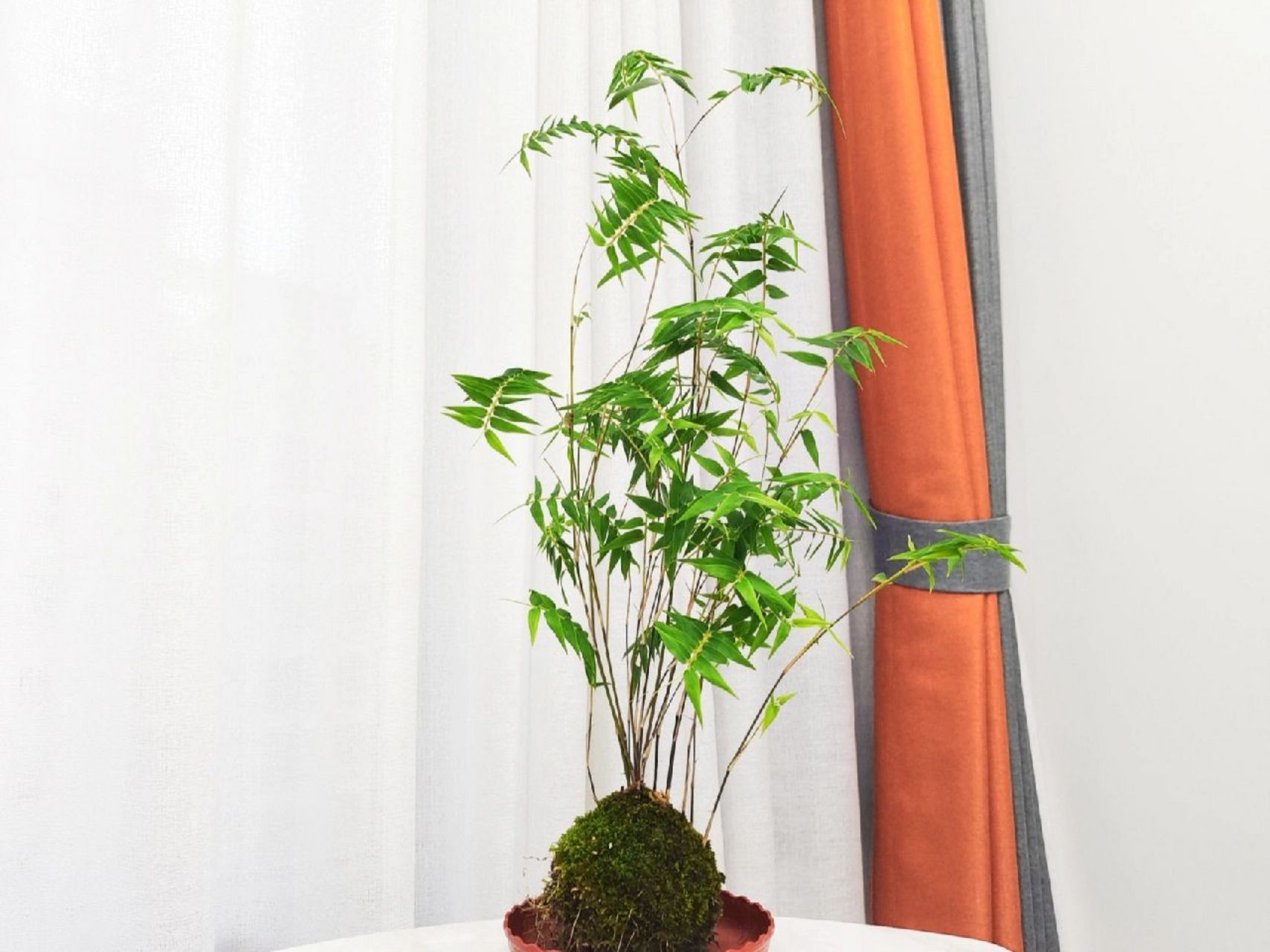 米竹苔藓球懒人水培 米竹的寓意是粮食多多,平平安安.
