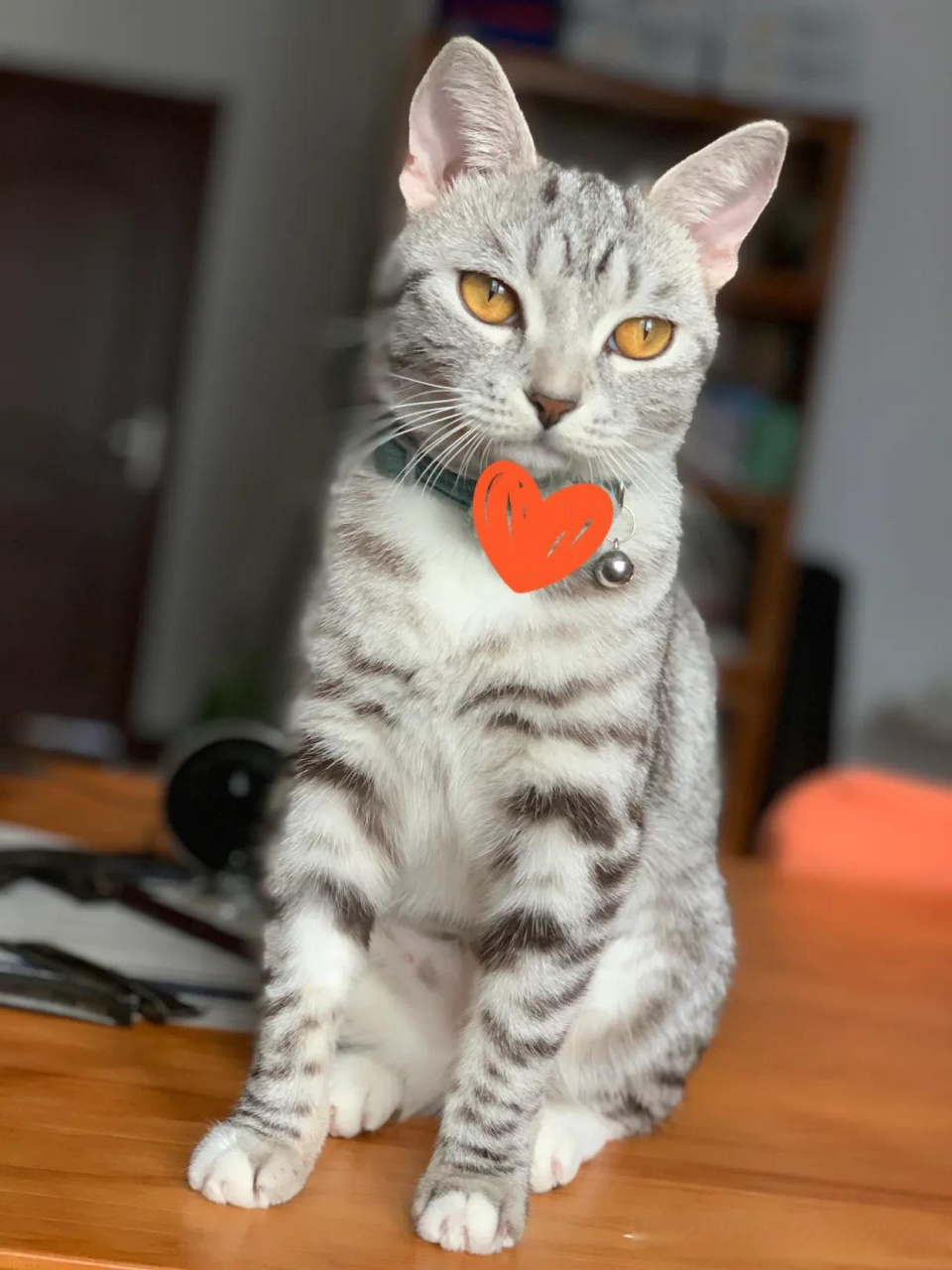 自从家里有了它,闹钟下岗了,懒觉越来越少了,醒的越来越早了.