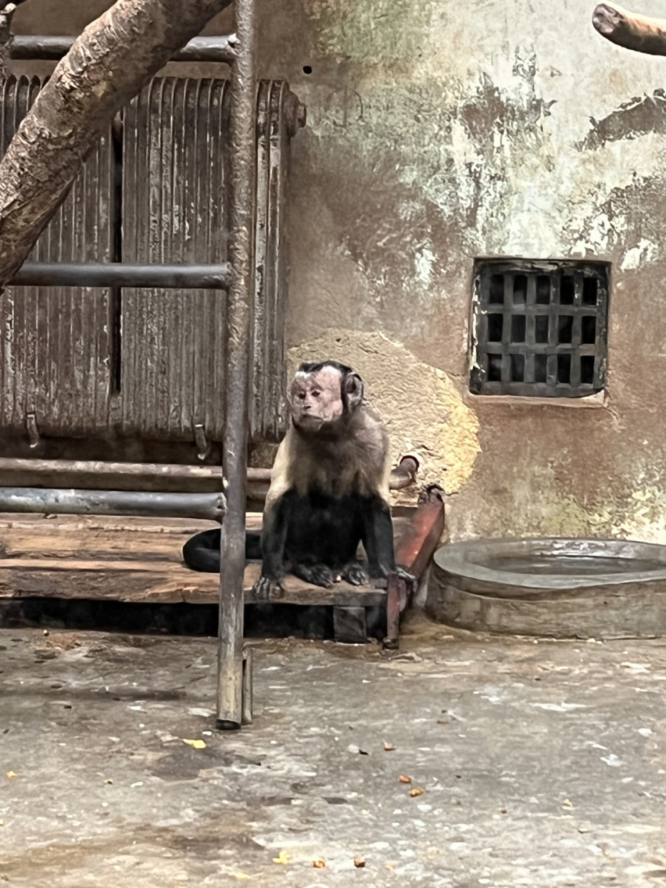 青岛动物园 国字脸猴子92