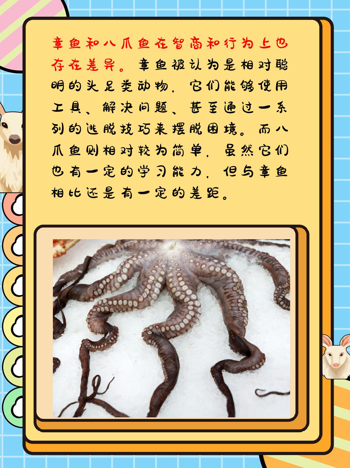 章鱼和八爪鱼的区别 我认为,章鱼和八爪鱼虽然都属于头足类动物,但在