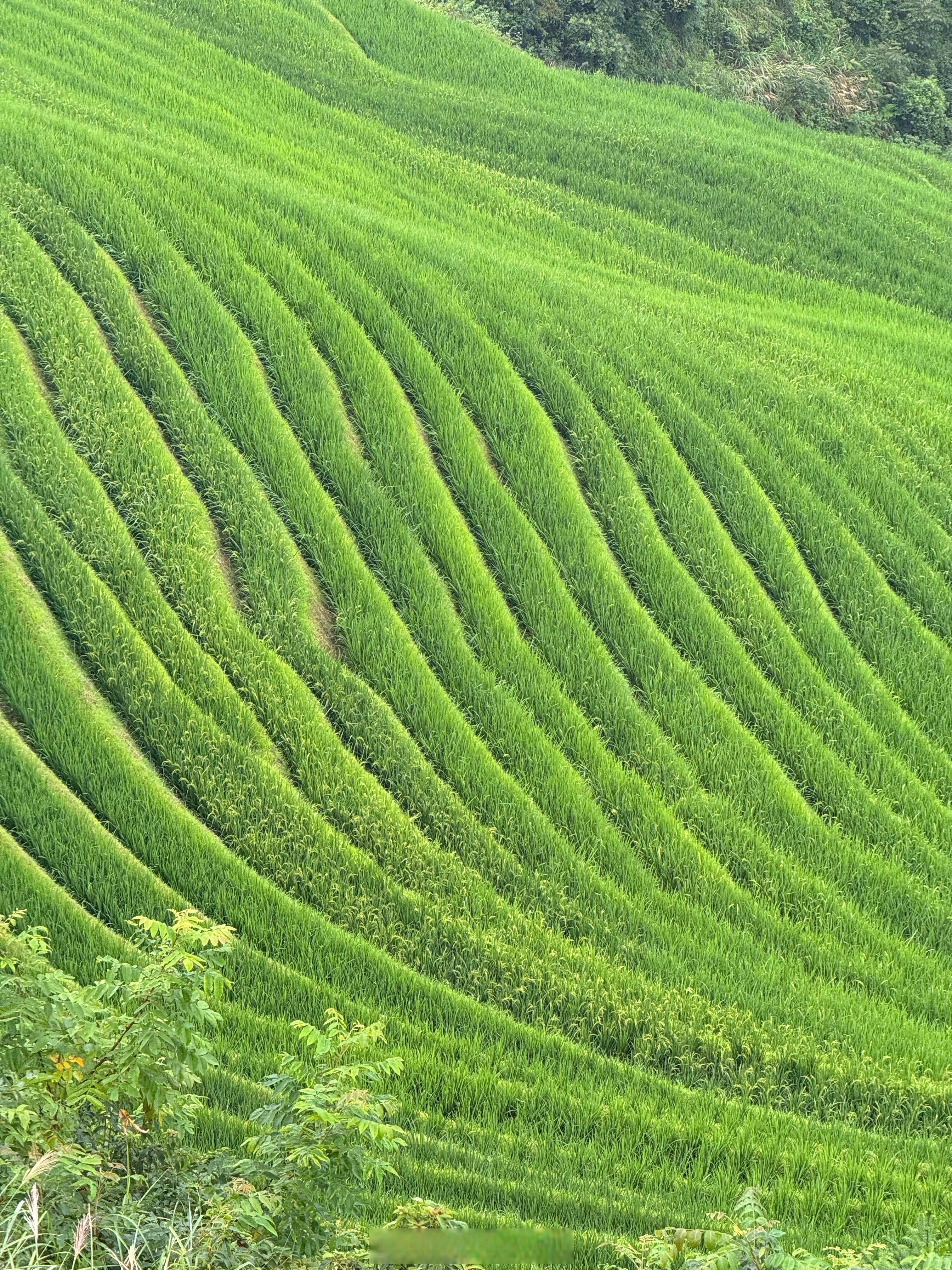 位于广西桂林龙胜县的龙脊梯田层层叠叠的绿色等高线蜿蜒于山野