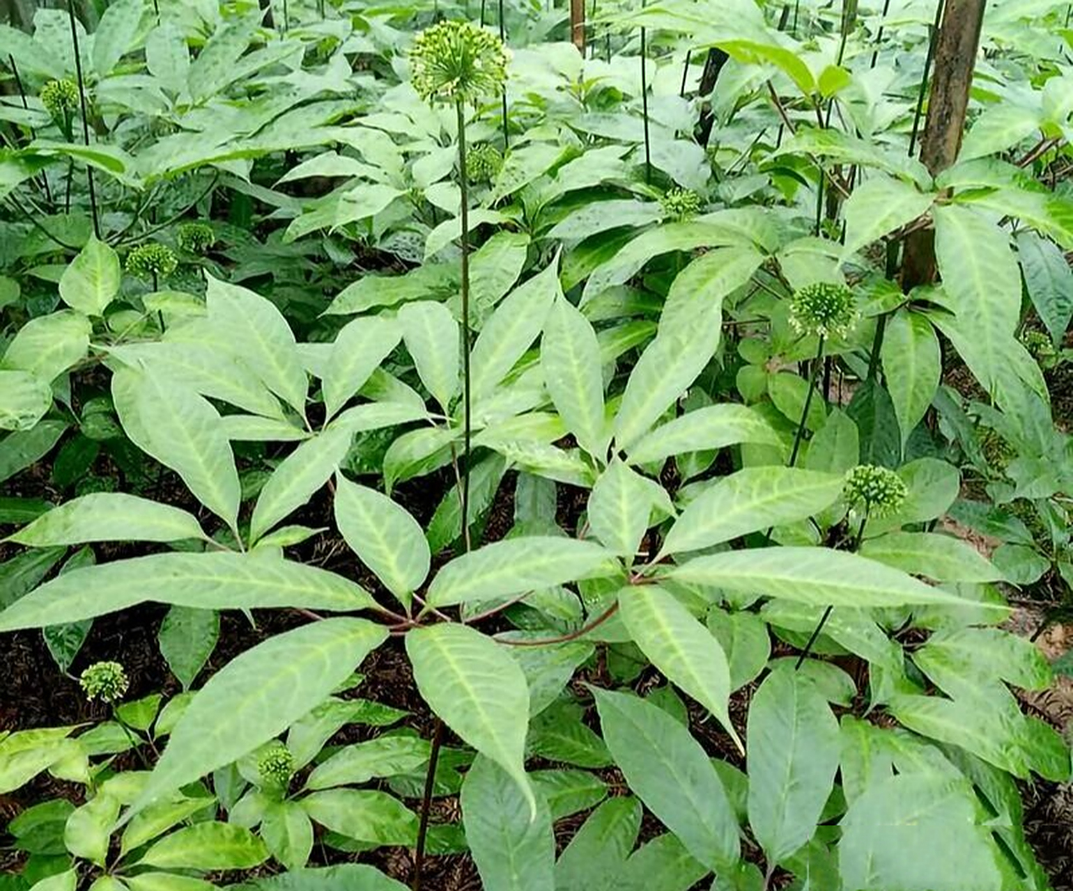 云南三七田七有什么不一样?还不知道吧?