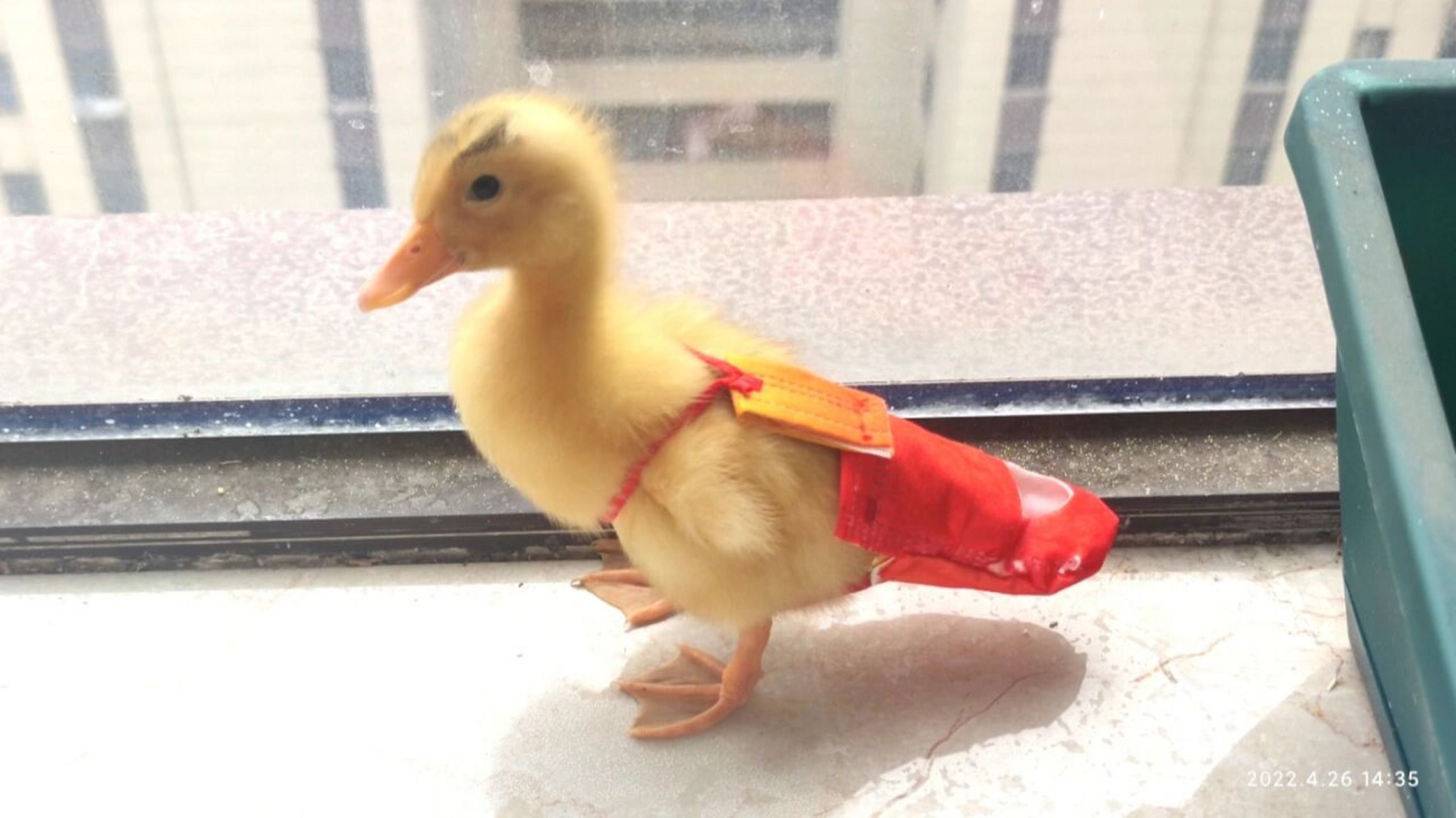 小鸭子屎兜子制作完成 有点麻烦也就我闲得慌,哈哈 耗费一个口罩,20