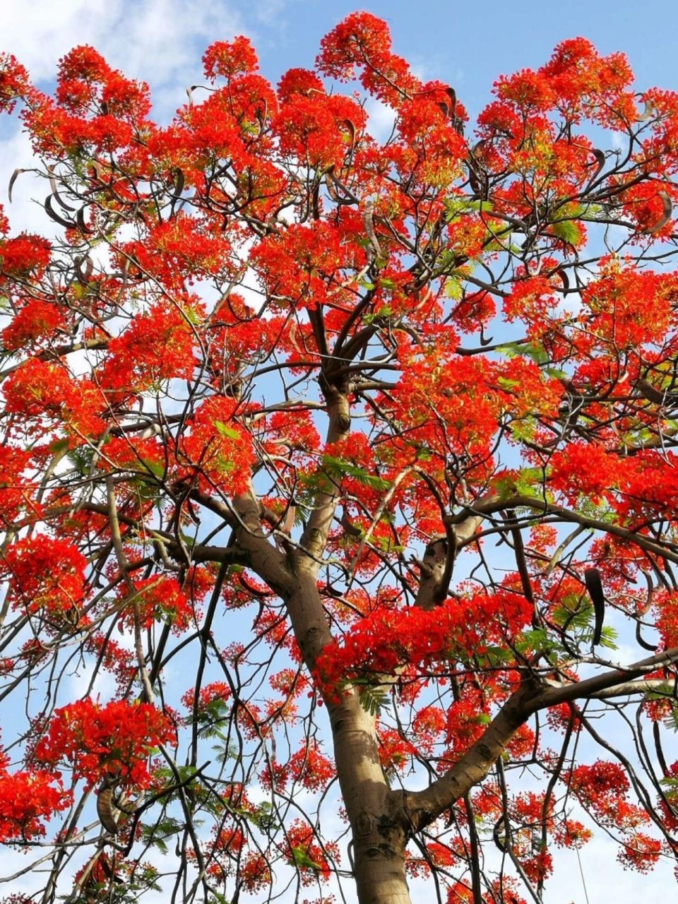 每日植物-凤凰,叶如飞凰羽,花若丹凤冠 凤凰木  花色:红色 高度:5—20