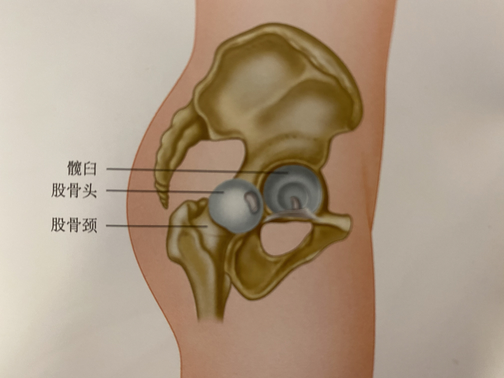 骨盆与坐骨图片图片