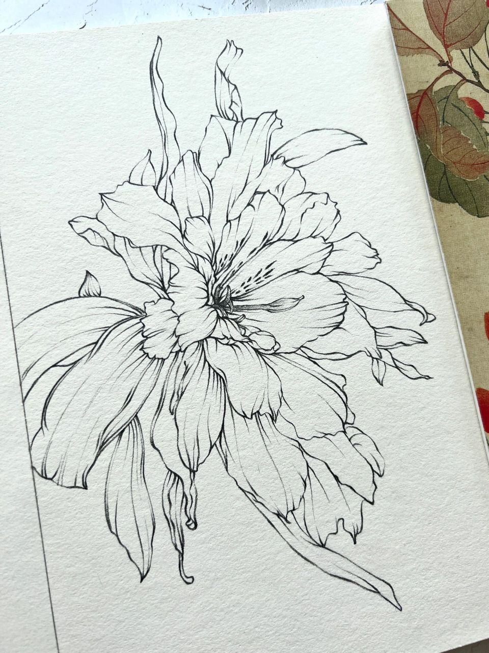 脱稿花卉速写|重瓣六出花 速写|花卉速写|钢笔淡彩|花卉.