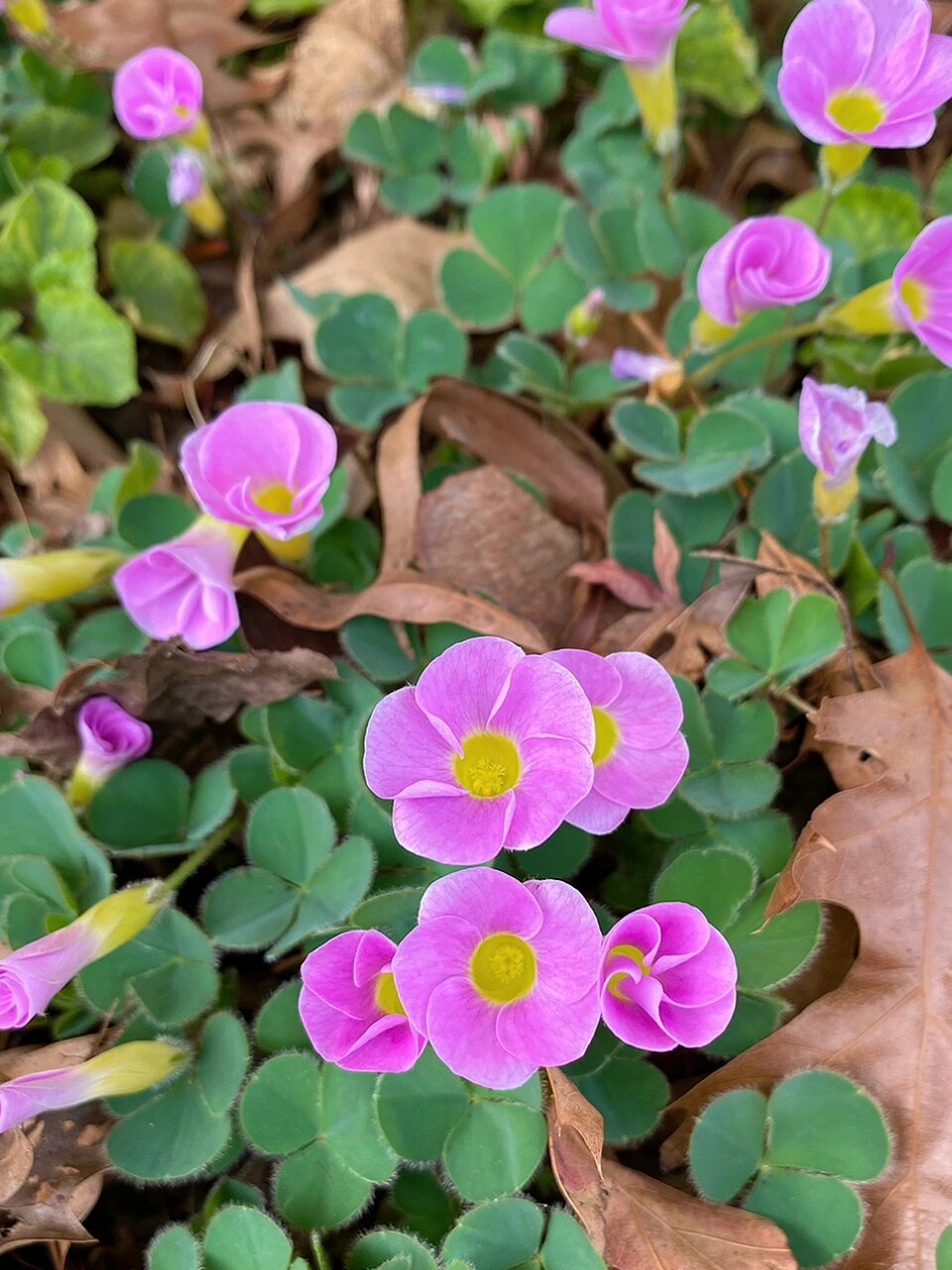 最美芙蓉酢浆草图片