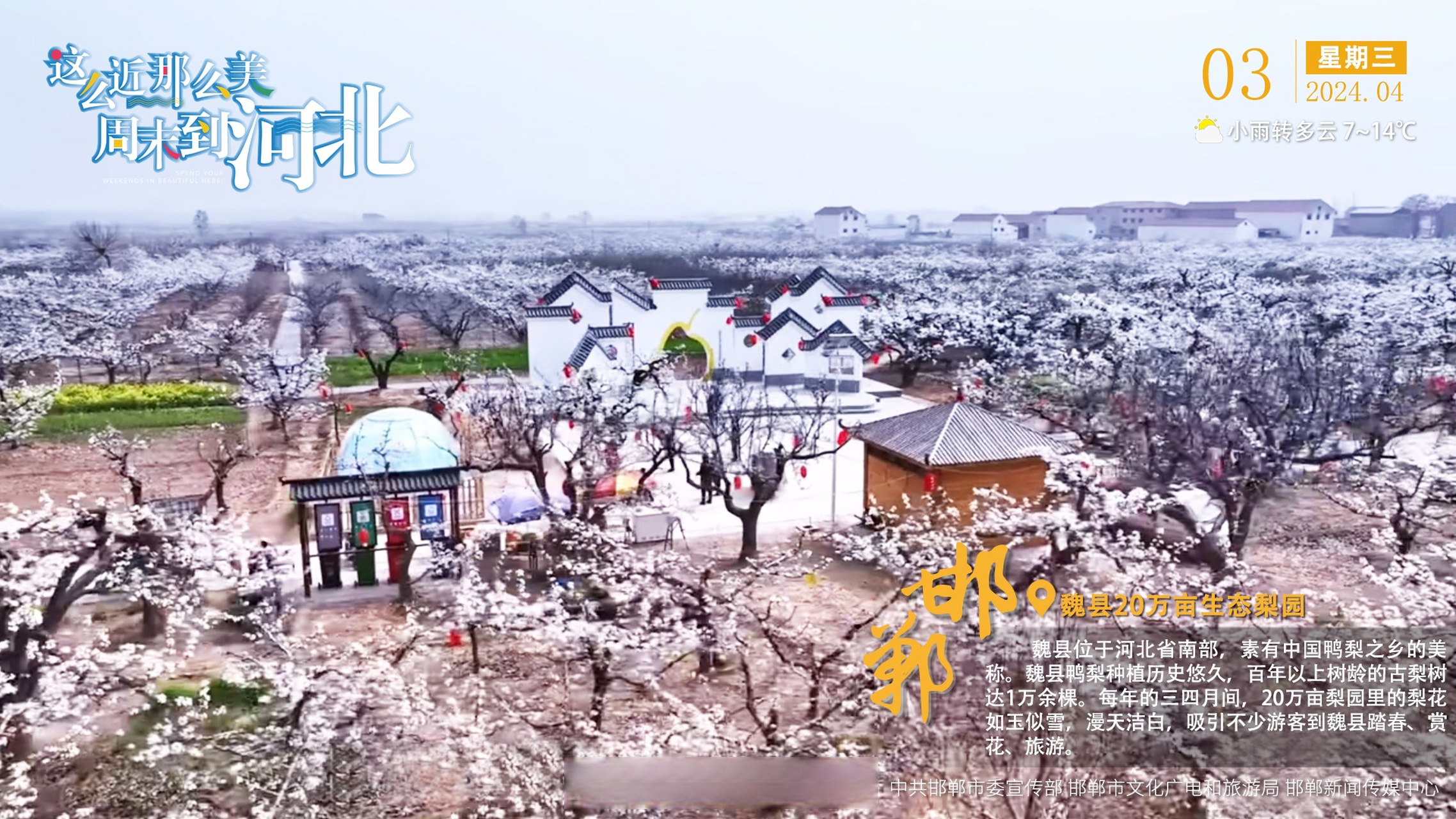 邯郸# 【#这么近那么美周末到河北#|邯郸·魏县20万亩生态梨园】魏县