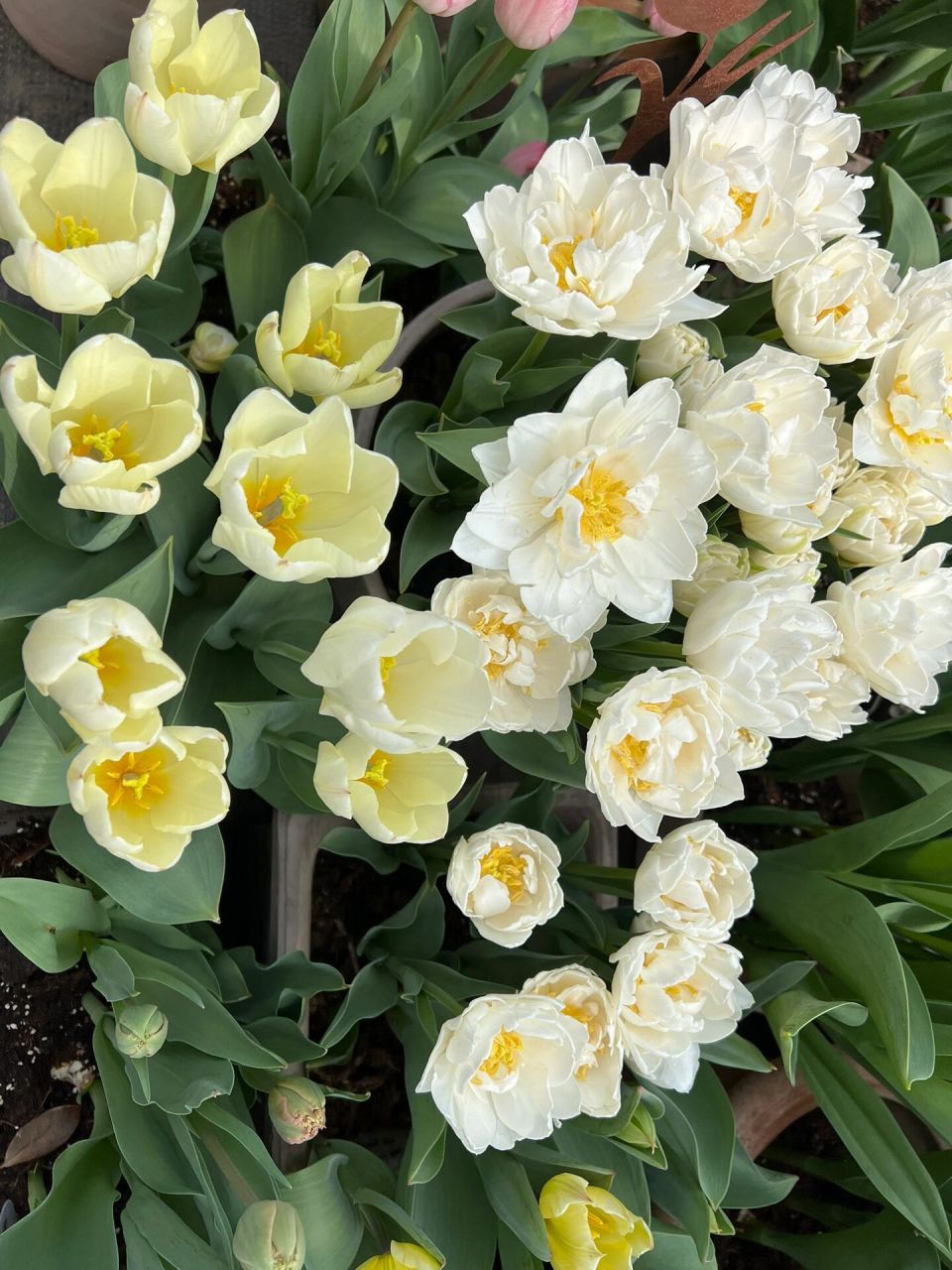 盛开的白色重瓣郁金香 轻盈飘逸 白玉映沙 洛阳亲友如相问 一片冰心在