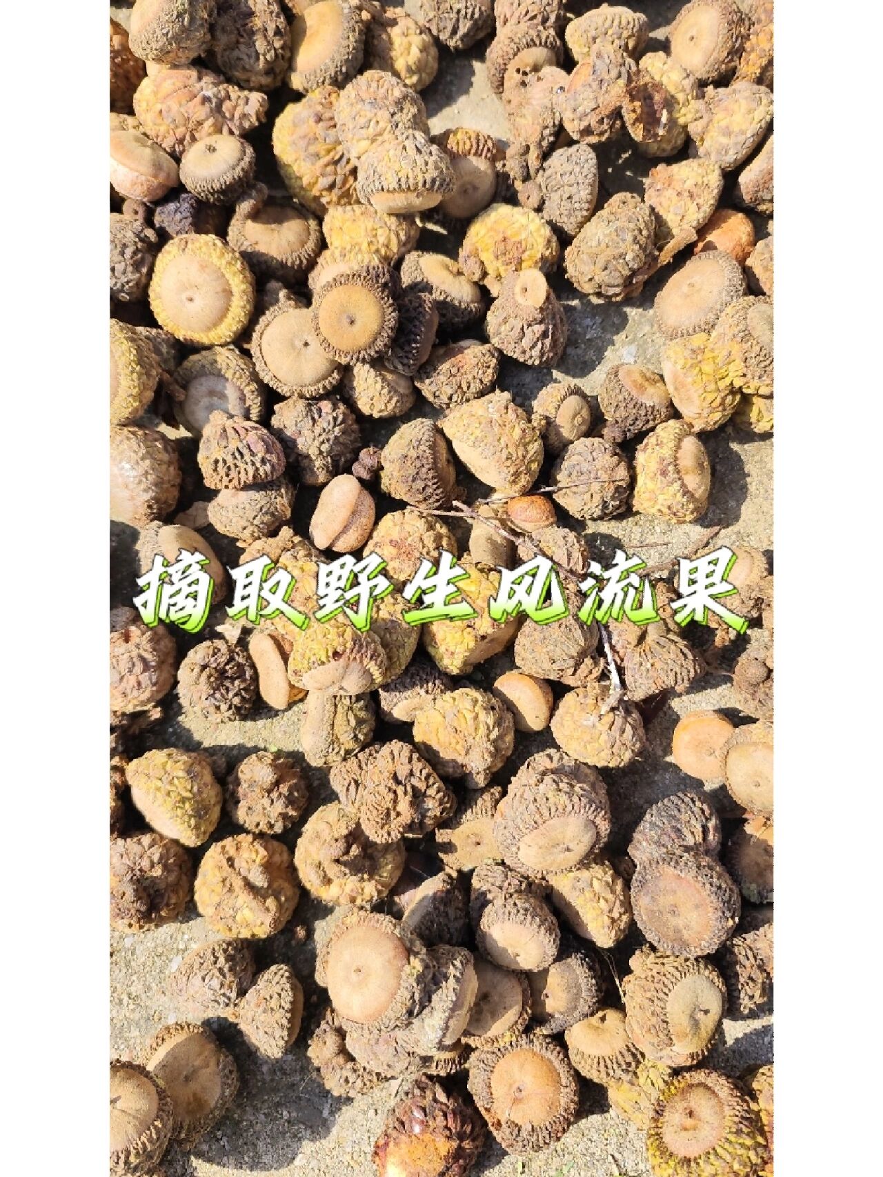 补肾壮腰 壮阳生精 温补气血等 产地:其基本分布于广西,海南,越南