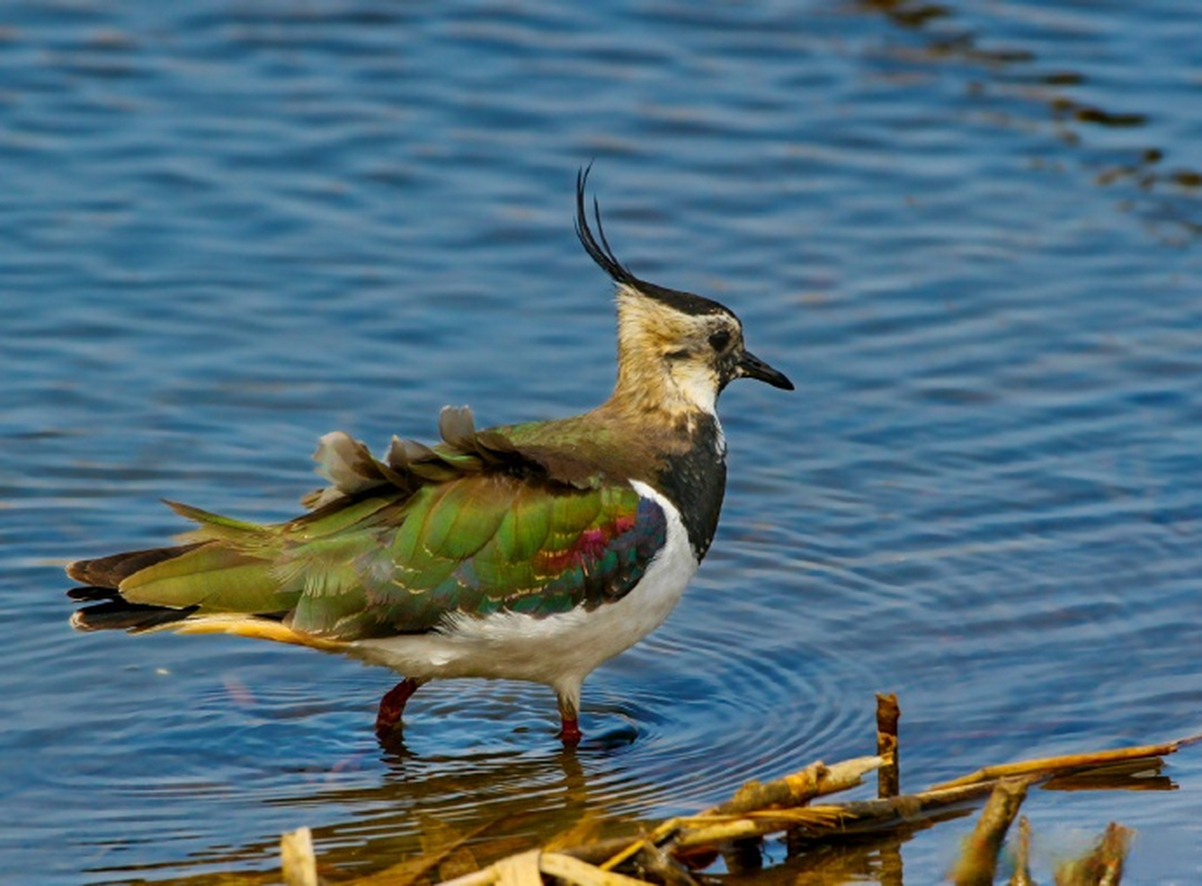 【最美辽宁】魅力盘锦:鸟类图片展#新时代六地辽宁杠杠滴##振兴新突破