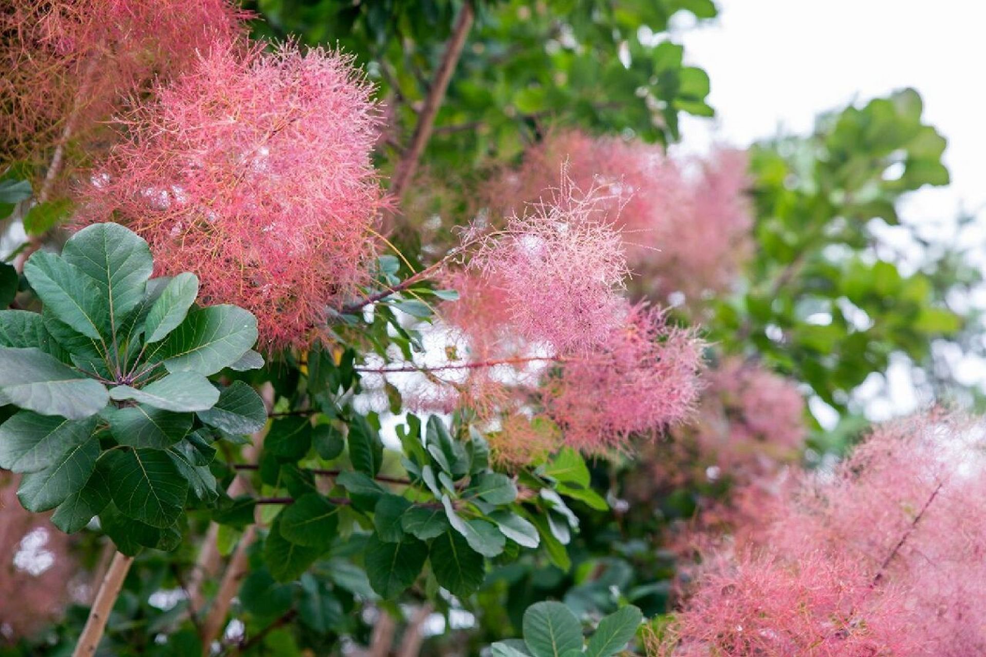 黄栌│特殊花材│每日识花│第69天 黄栌(漆树科 ) 黄栌别名红叶,红叶